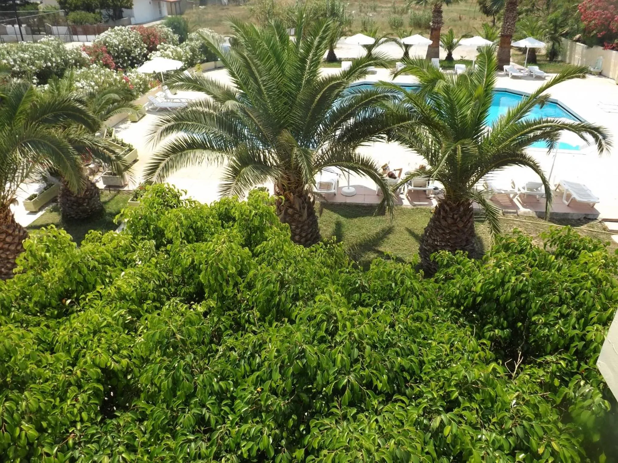 Garden in Leonidas Hotel & Studios