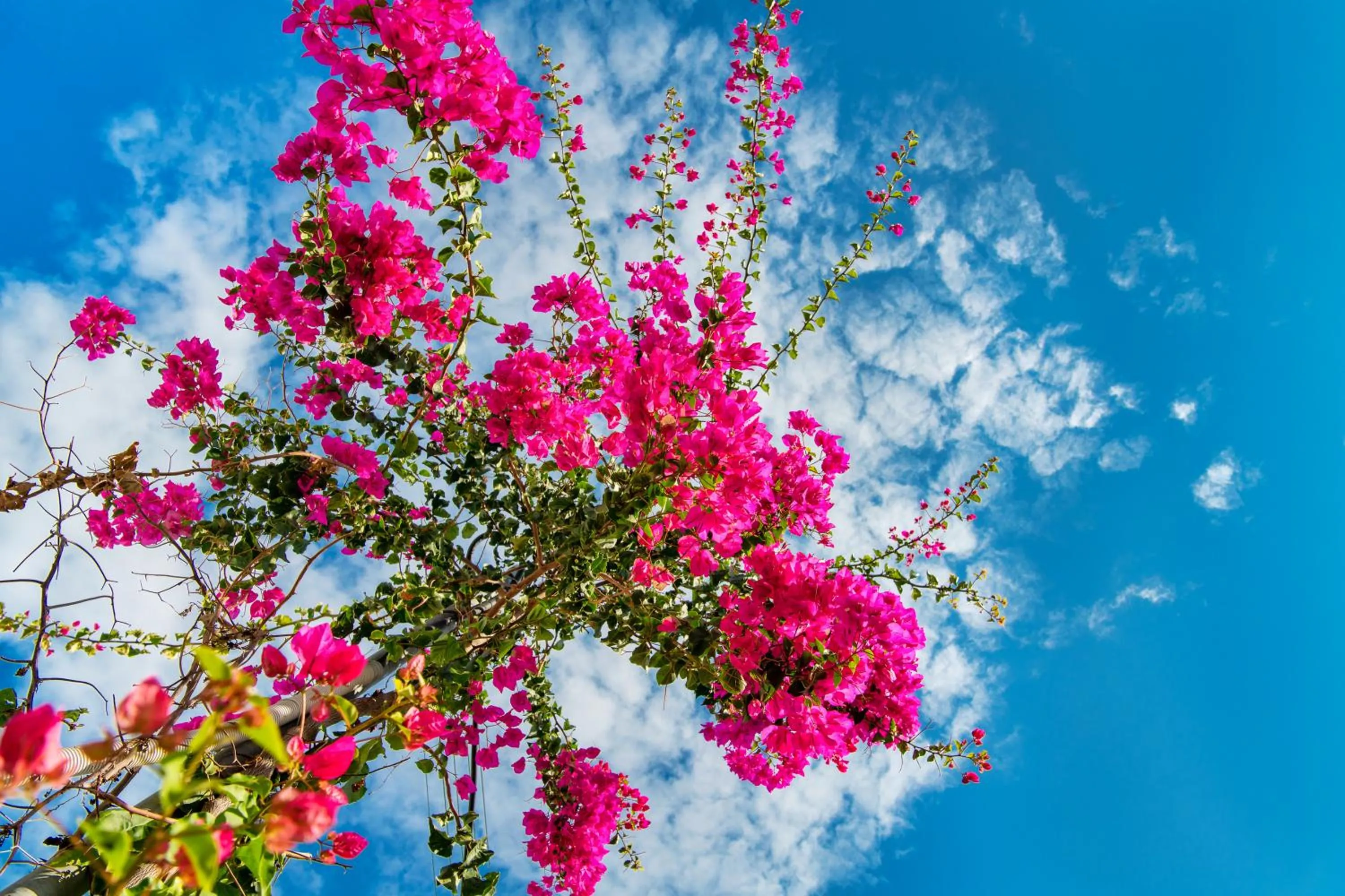 Garden in Evgenia Villas & Suites by Calm Collection