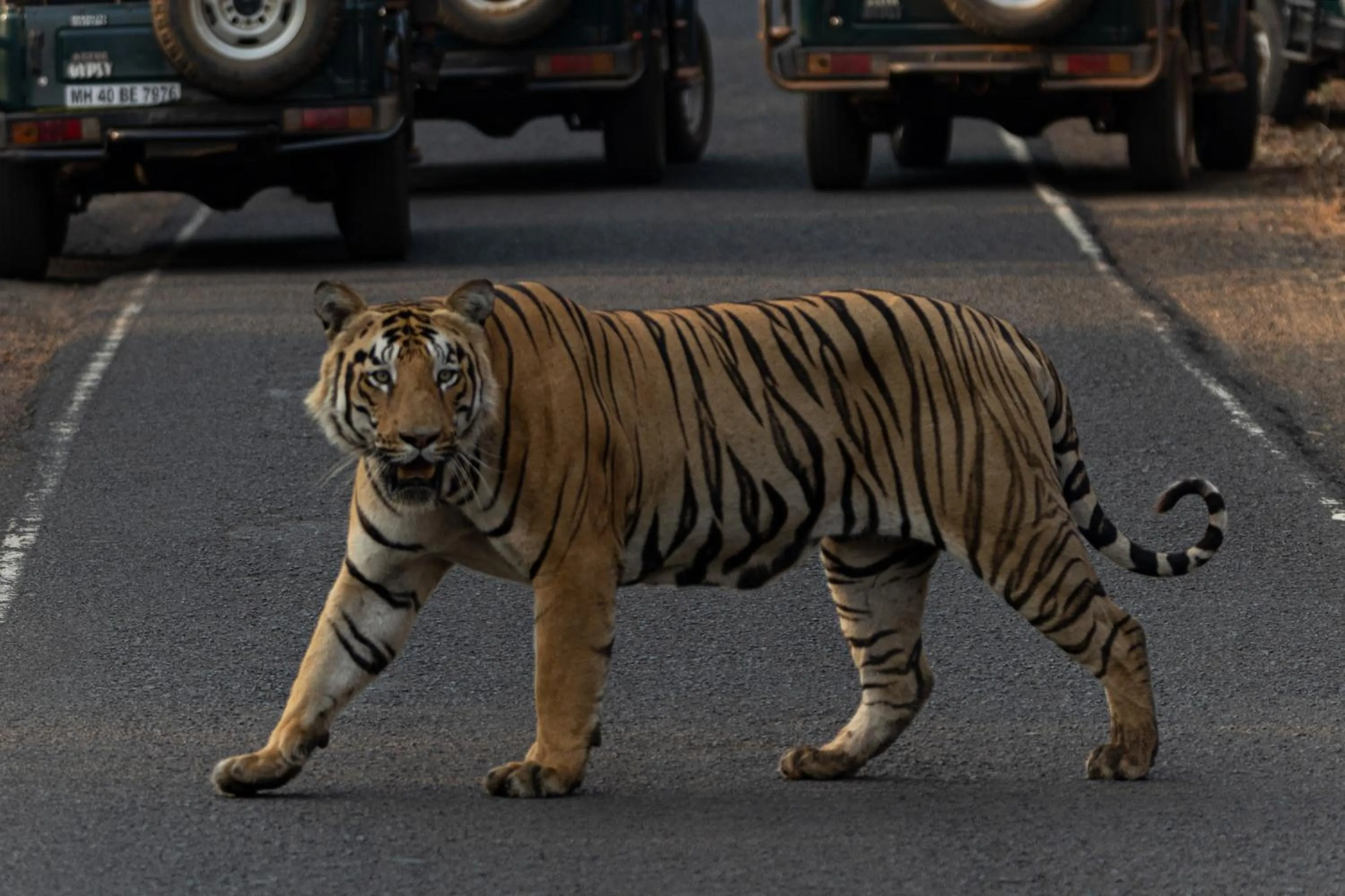 Activities in Avadale Tadoba - Stag Groups Not Allowed