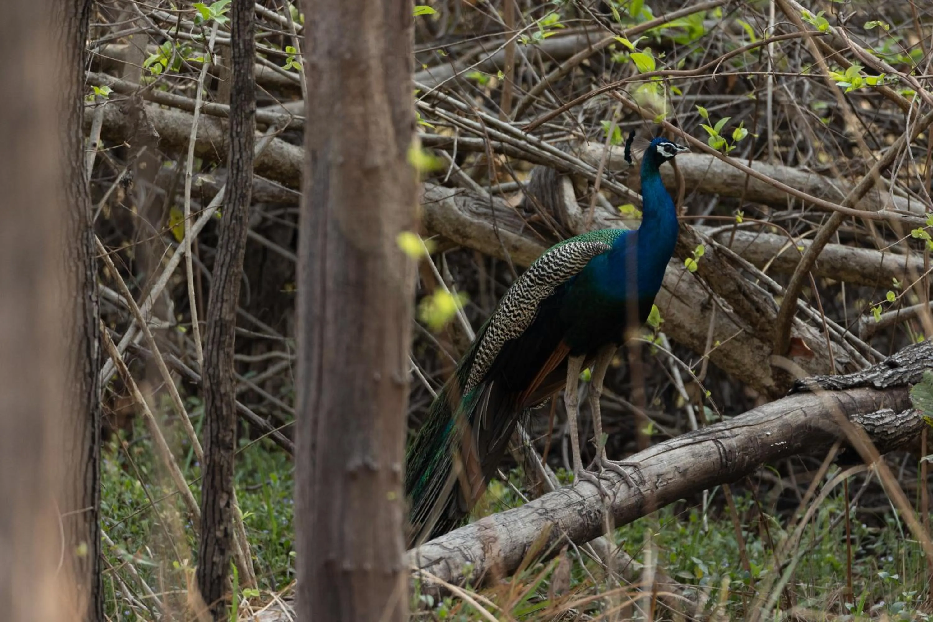 Activities in Avadale Tadoba - Stag Groups Not Allowed