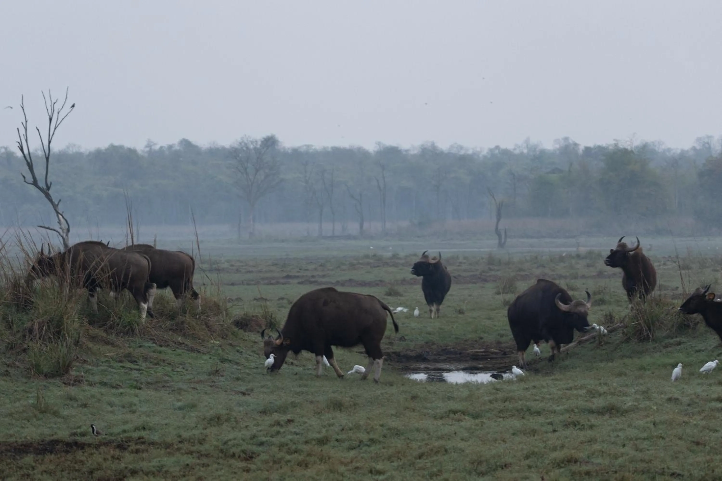 Activities in Avadale Tadoba - Stag Groups Not Allowed