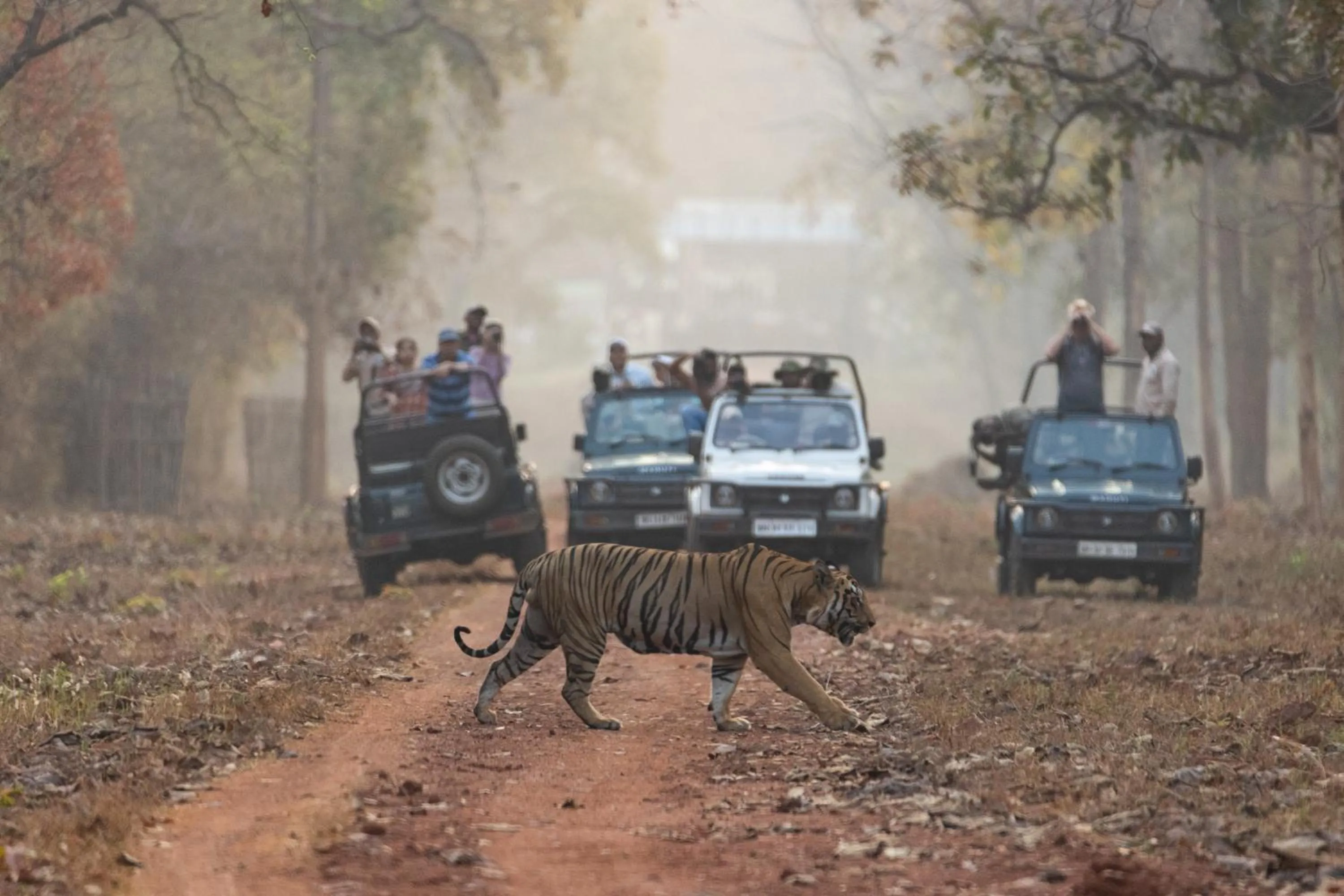 Activities in Avadale Tadoba - Stag Groups Not Allowed