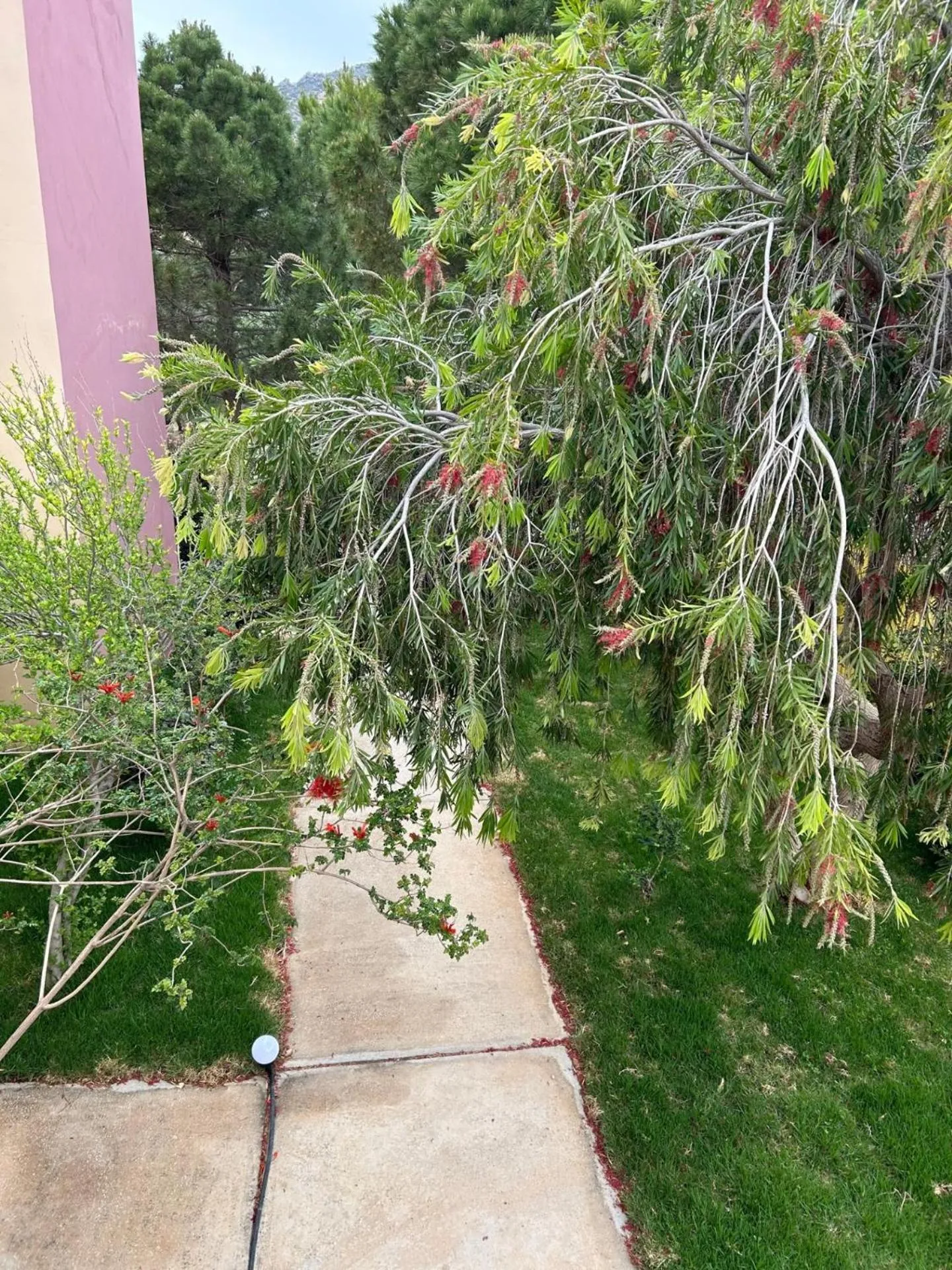 Garden in Mediterranean Sea Top Floor