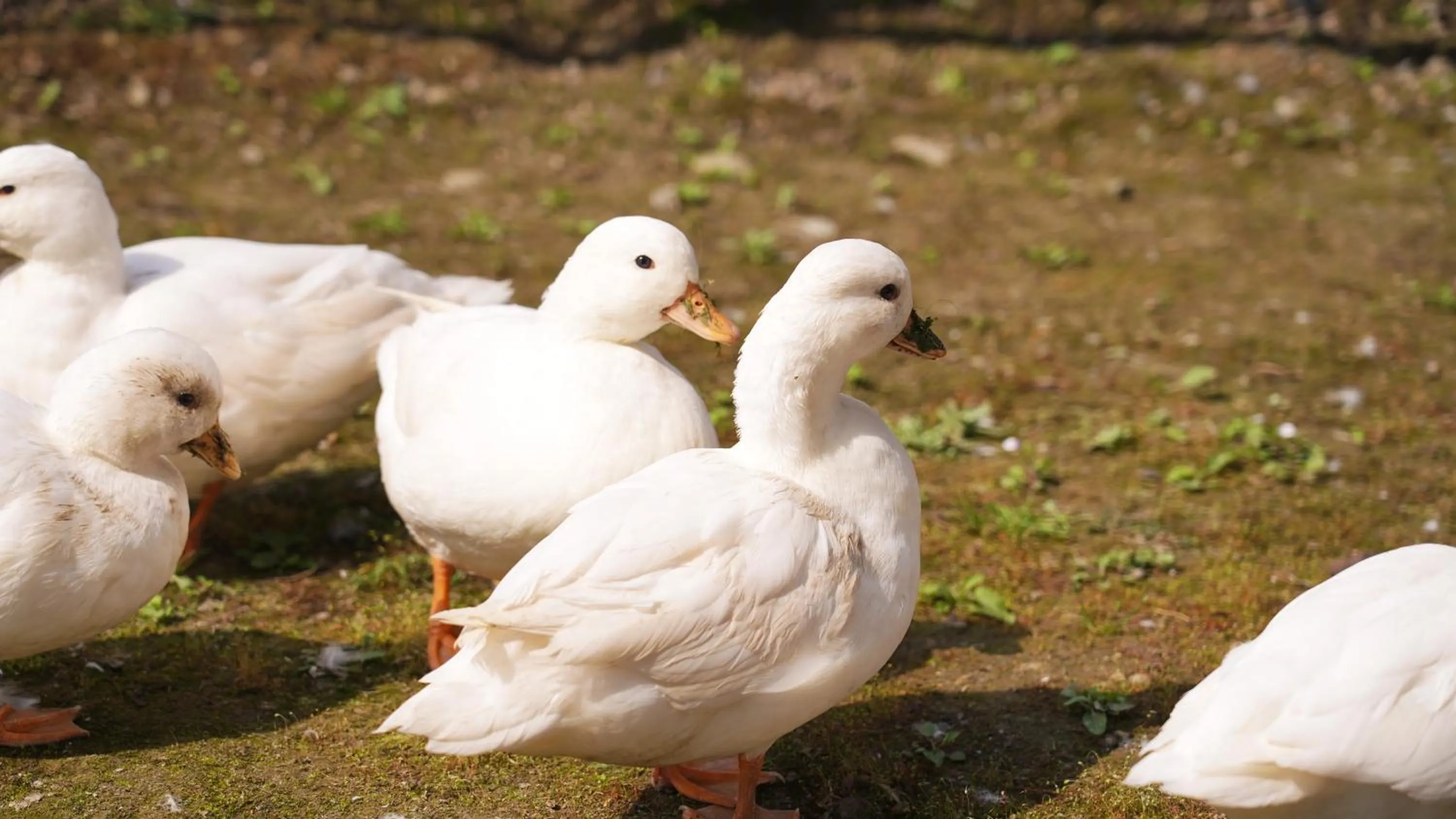 Animals in Angsana Chengdu Wenjiang