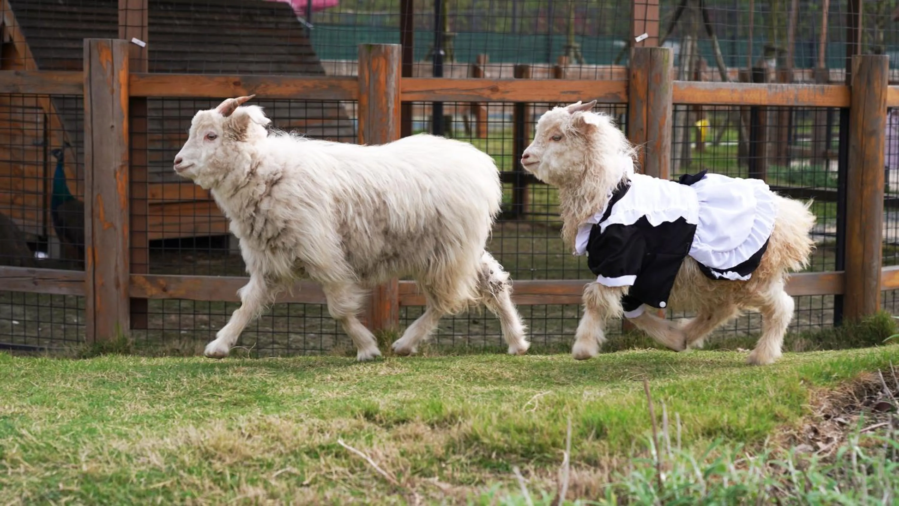 Animals in Angsana Chengdu Wenjiang