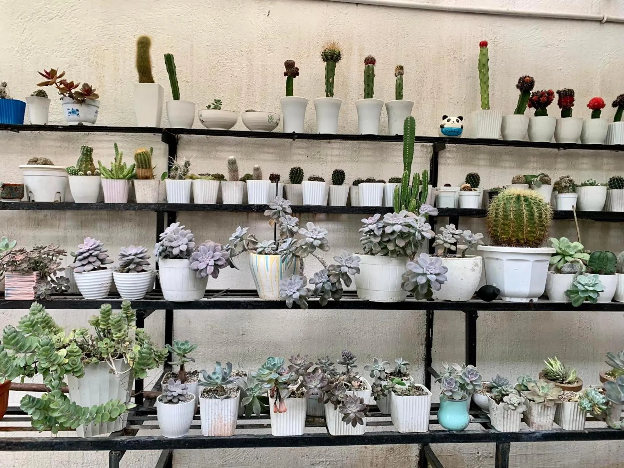 Garden in Sunshine Stay Panglao