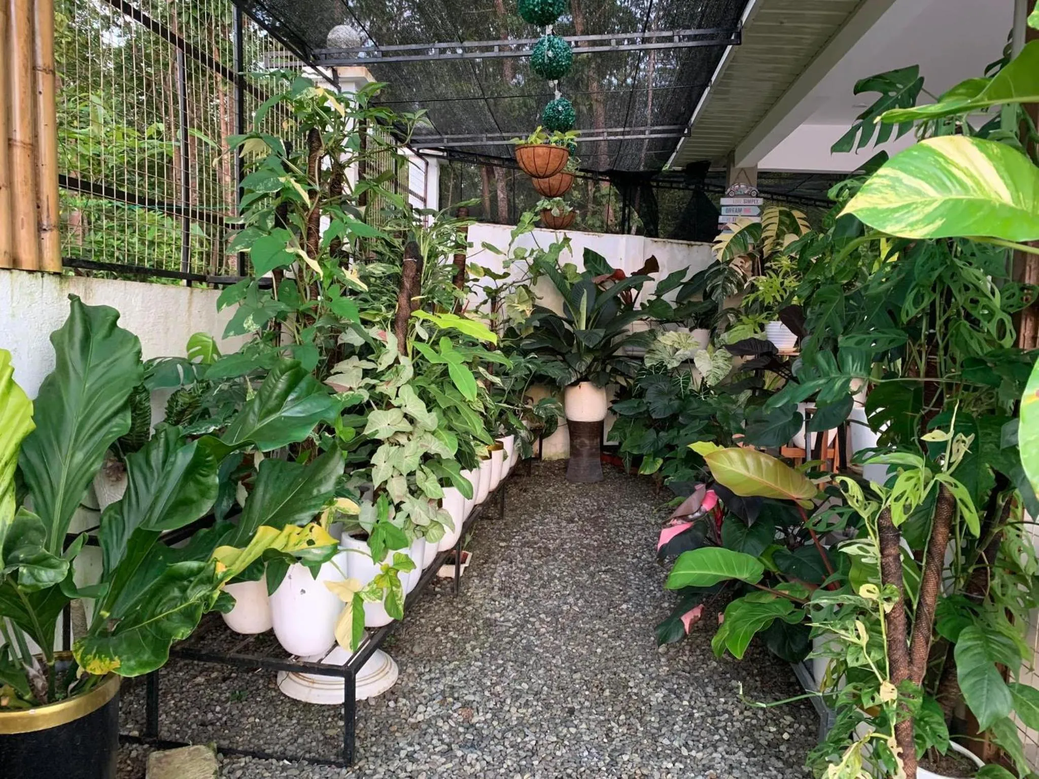 Garden in Sunshine Stay Panglao