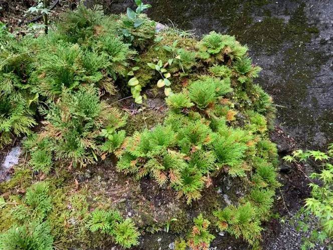 Spring in Iya Kankou Ryokan