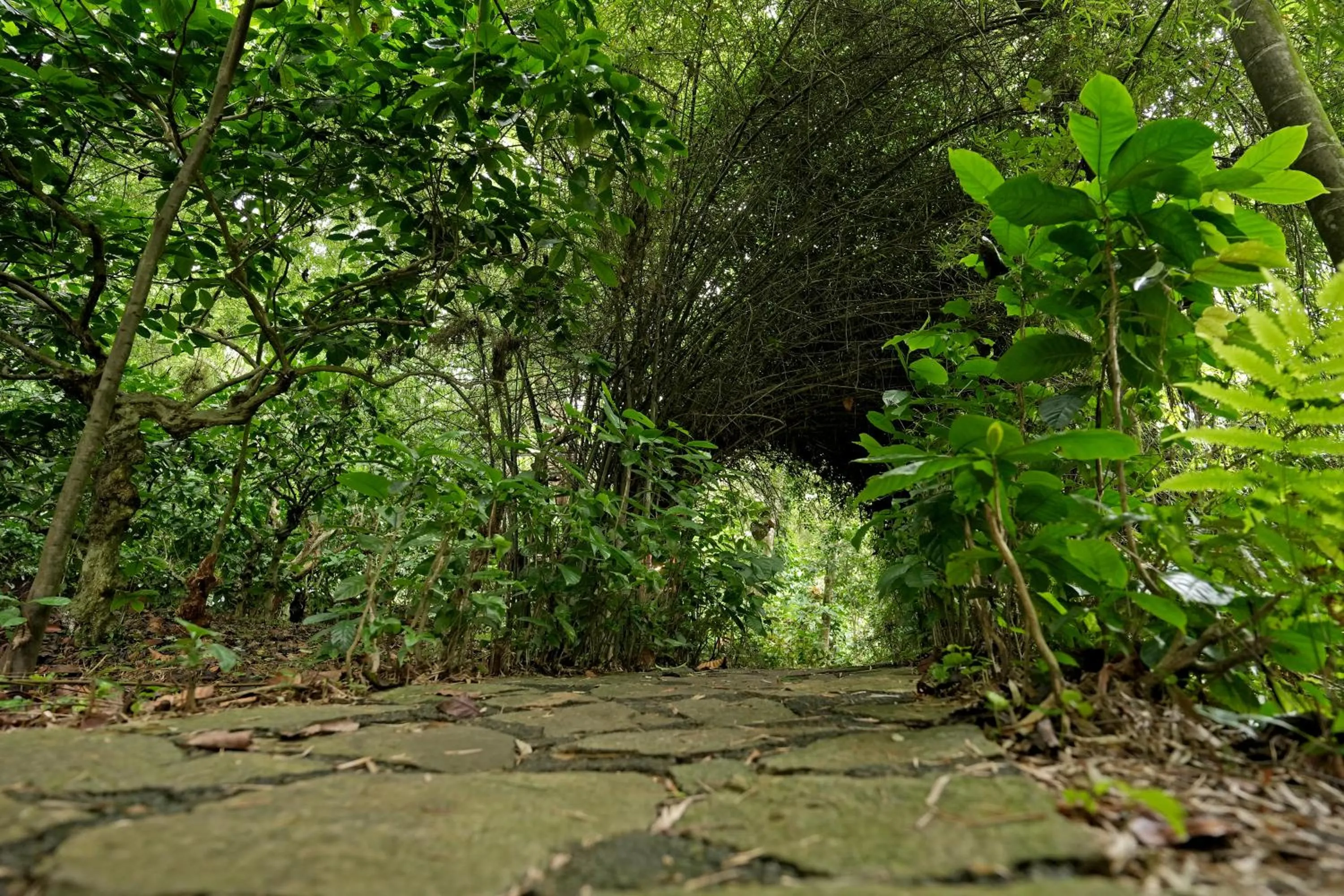 Day in Coffee Acres Resort