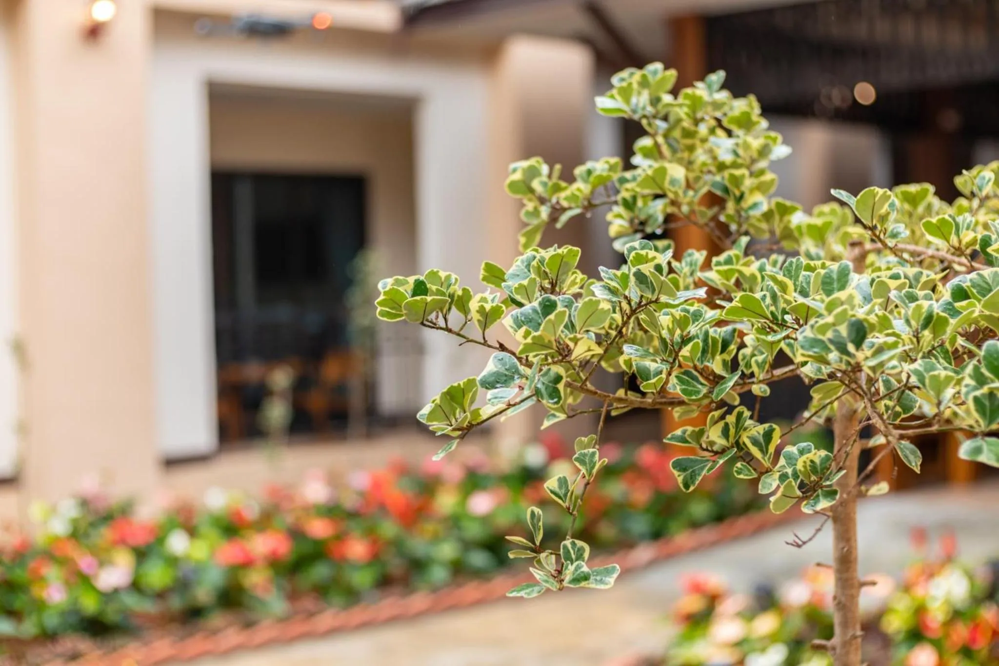 Garden in Peacock De Pai Hotel