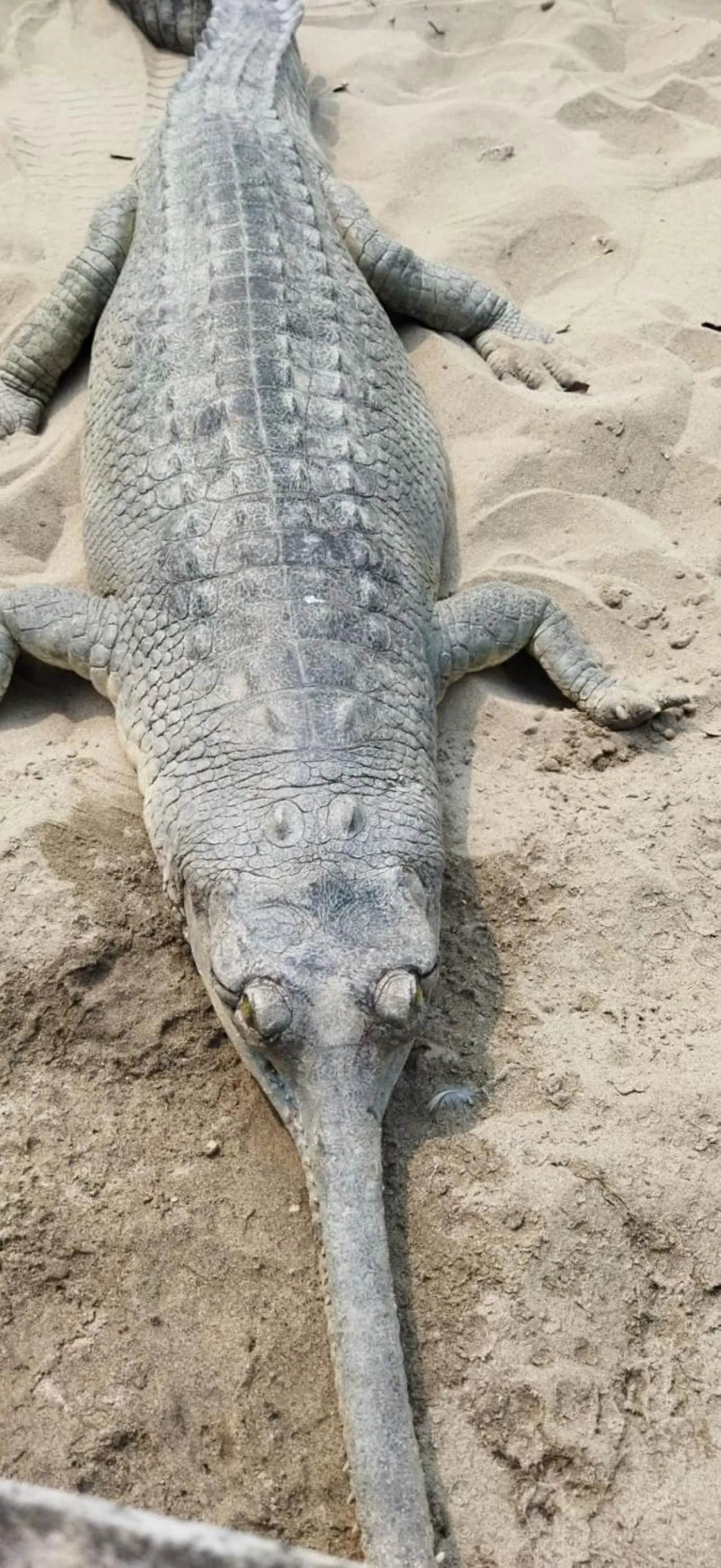 Nearby landmark in Sauraha Holiday Home Riverside by managed Hotel Surya Adventure