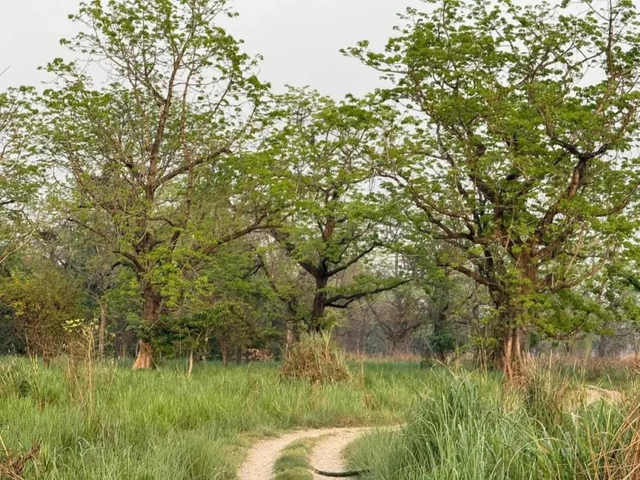Natural landscape in Sauraha Holiday Home Riverside by managed Hotel Surya Adventure