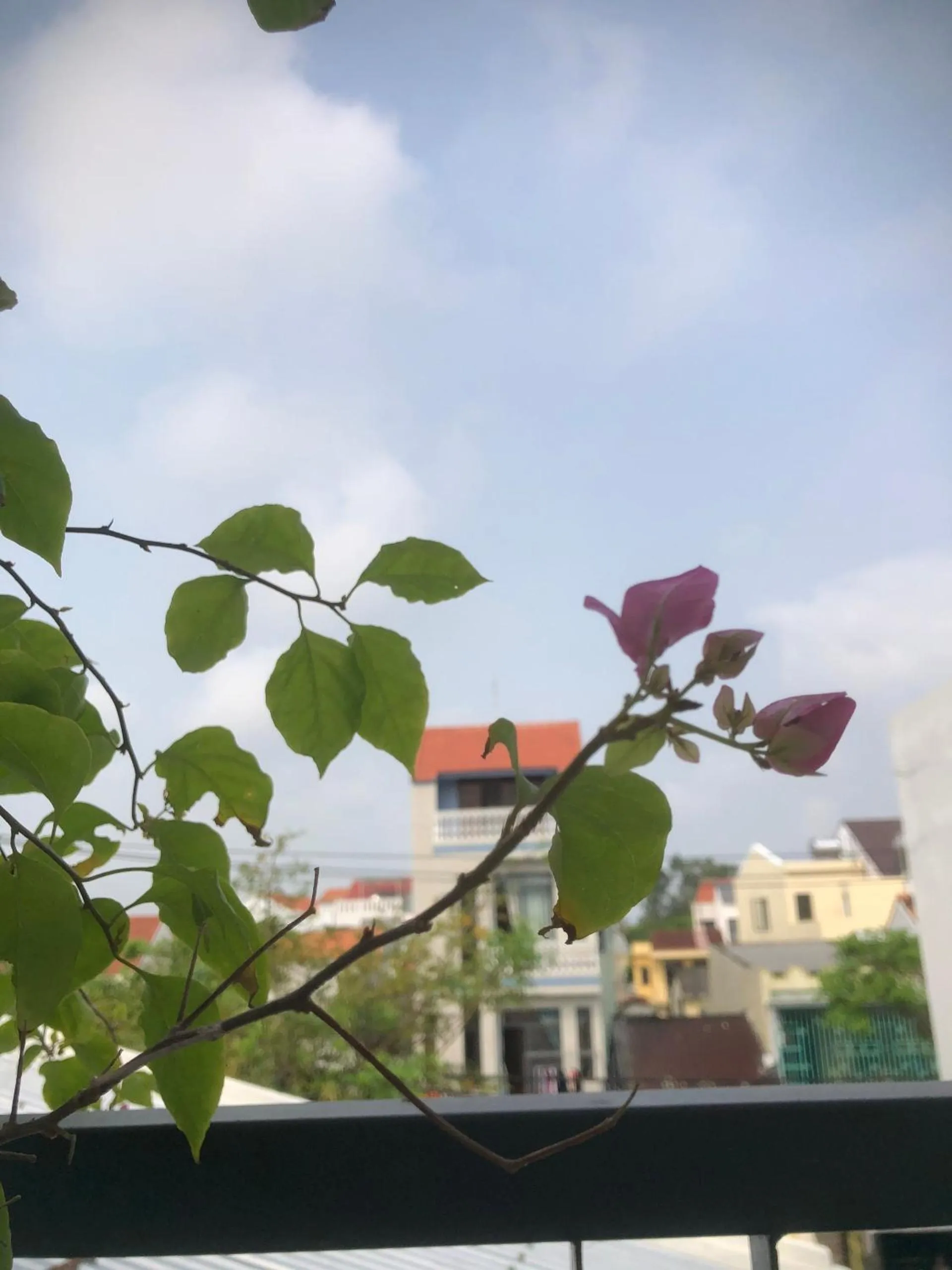 Day in Homestay Phương House