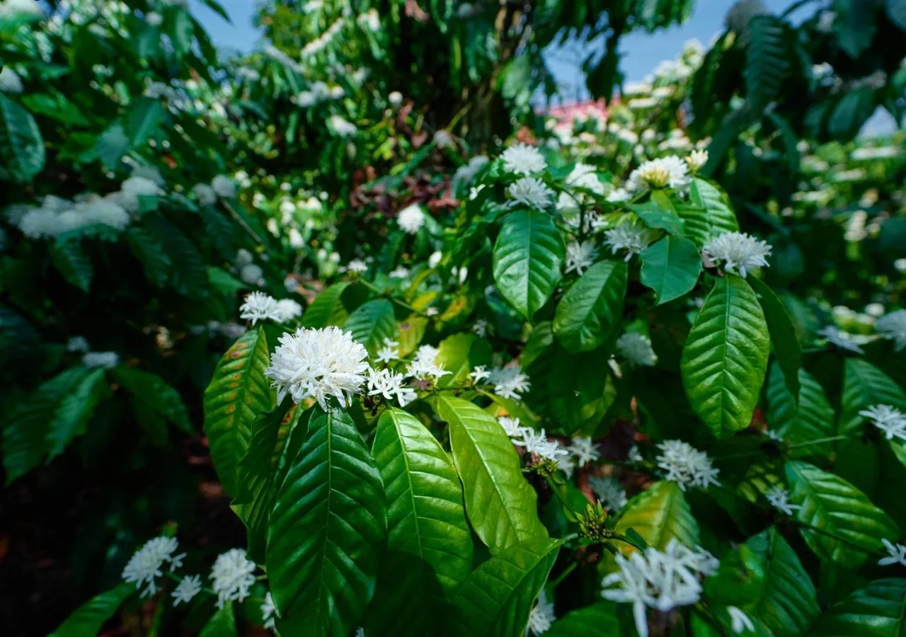 View (from property/room) in Niyatma Wayanad Pool Resort by VOYE HOMES - Inside Coffee Plantation