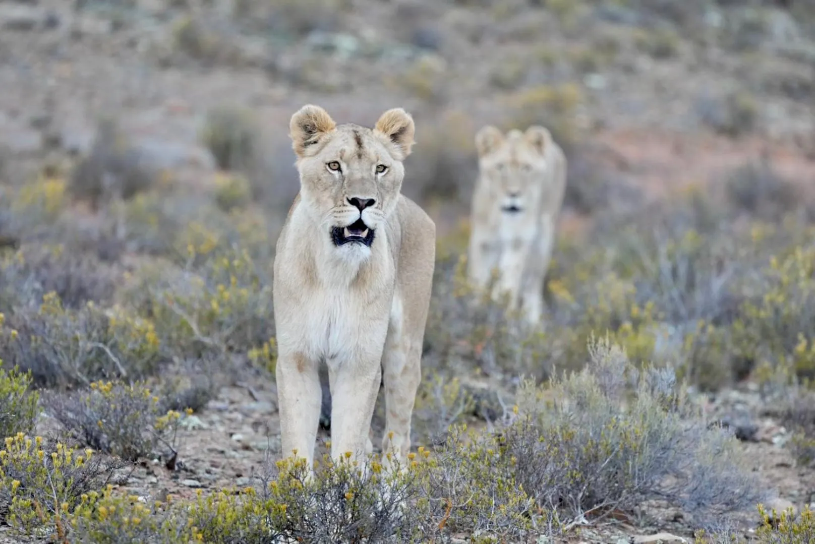 Animals in Mont Eco Game Reserve