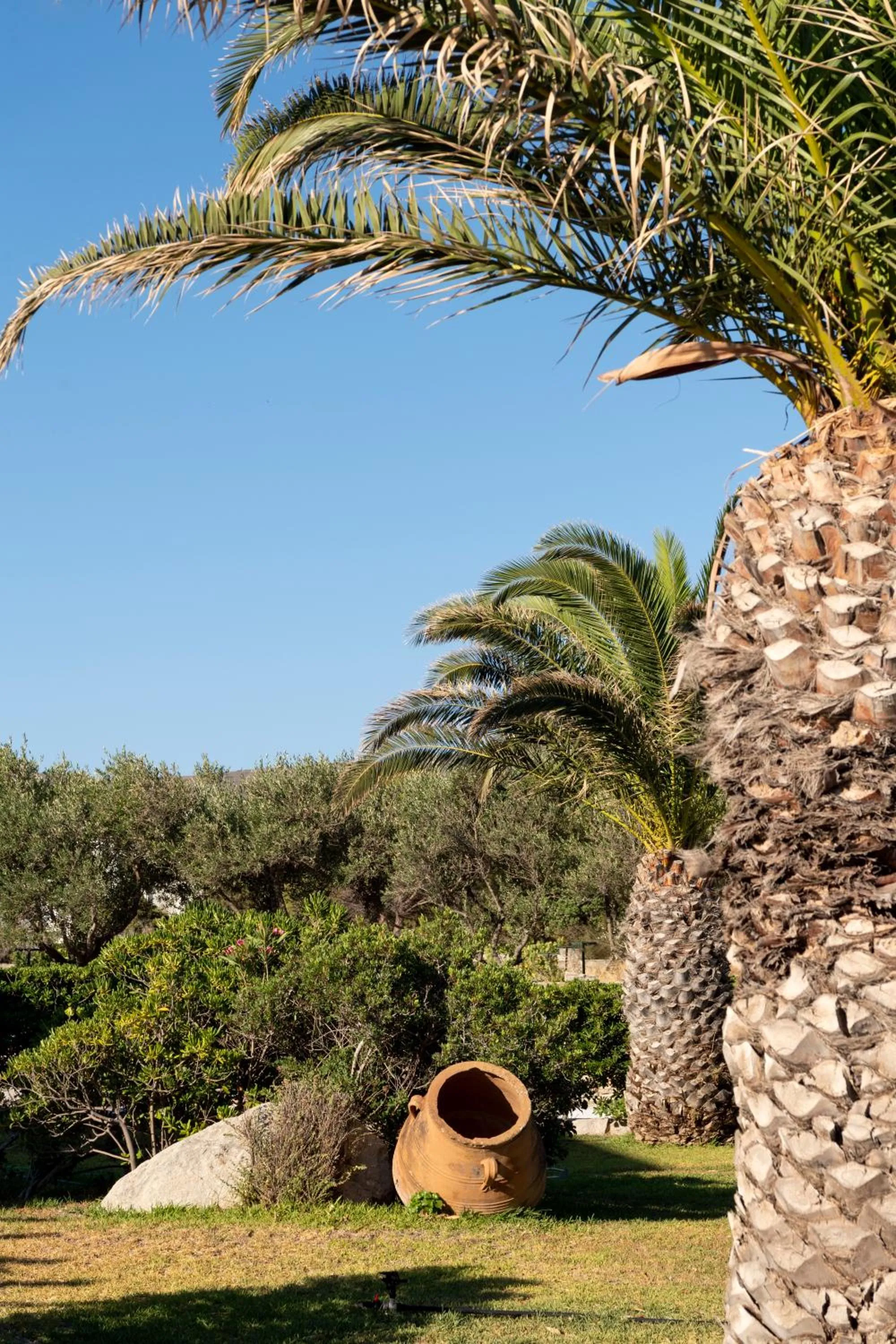 Garden in Hotel Swiss Home