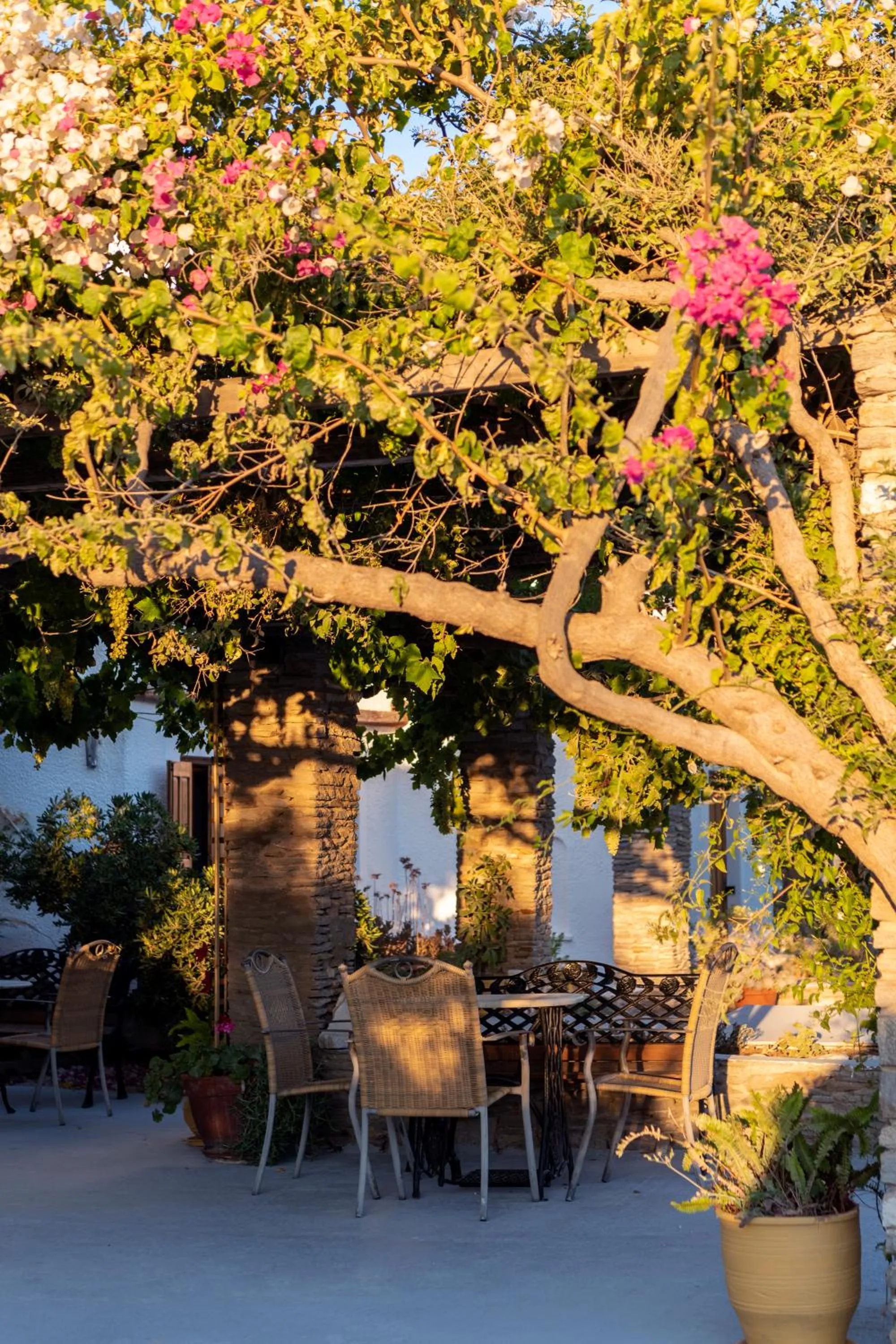 Garden in Hotel Swiss Home