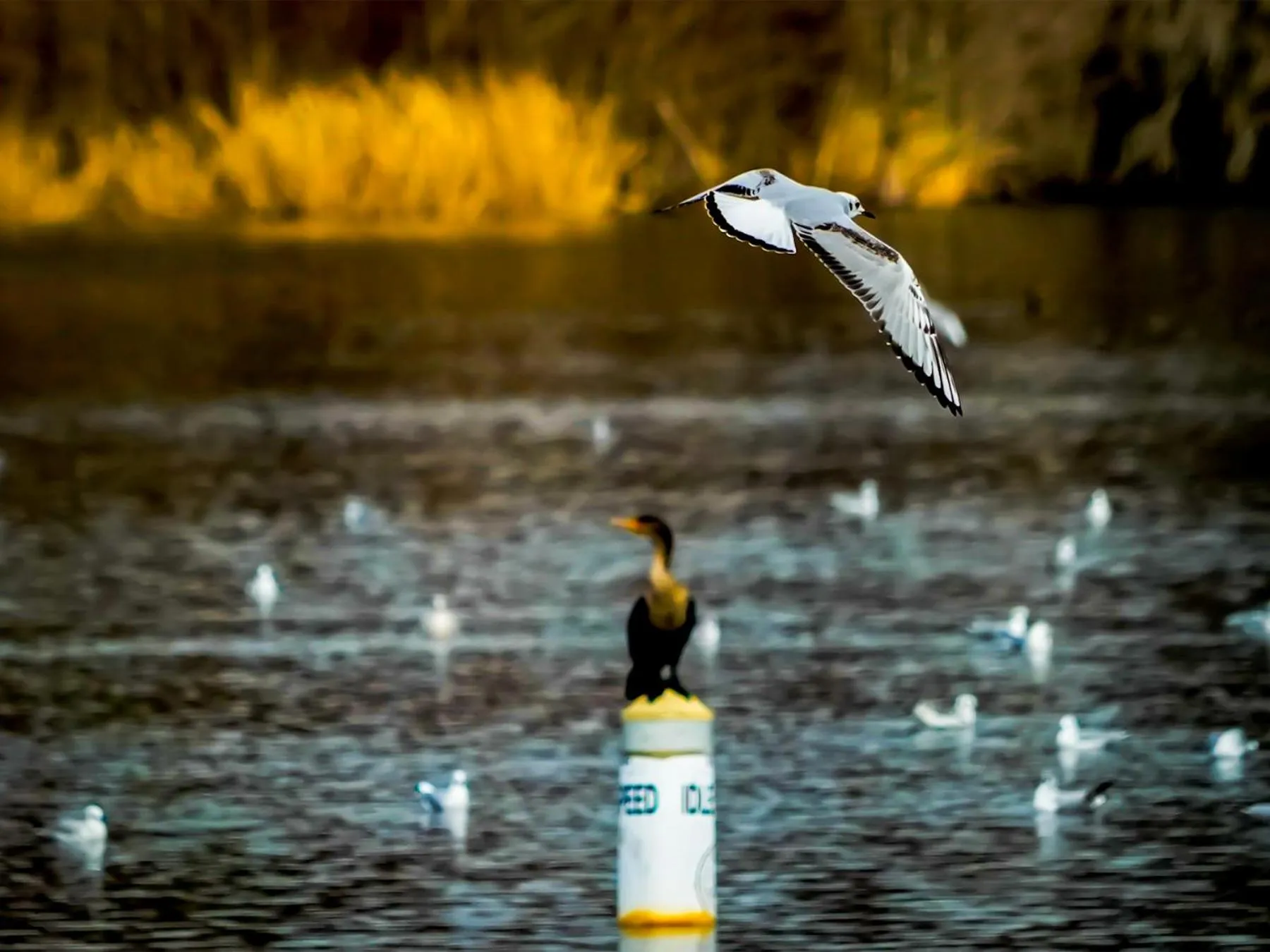 Natural landscape in Bells Marina & Fishing Resort - Santee Lake Marion by I95 - Family Adventure, Pets on Request!