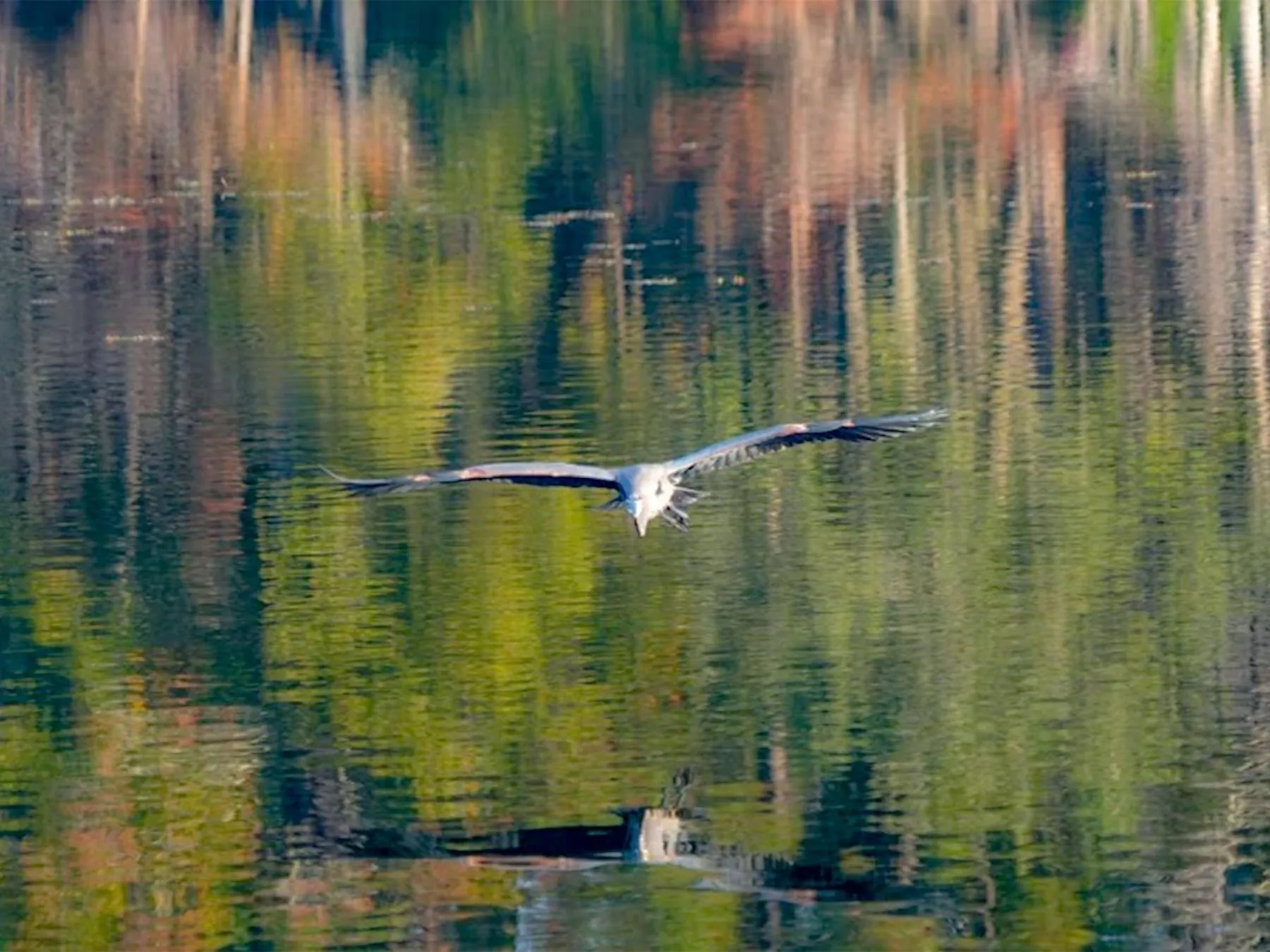 Day in Bells Marina & Fishing Resort - Santee Lake Marion by I95 - Family Adventure, Pets on Request!