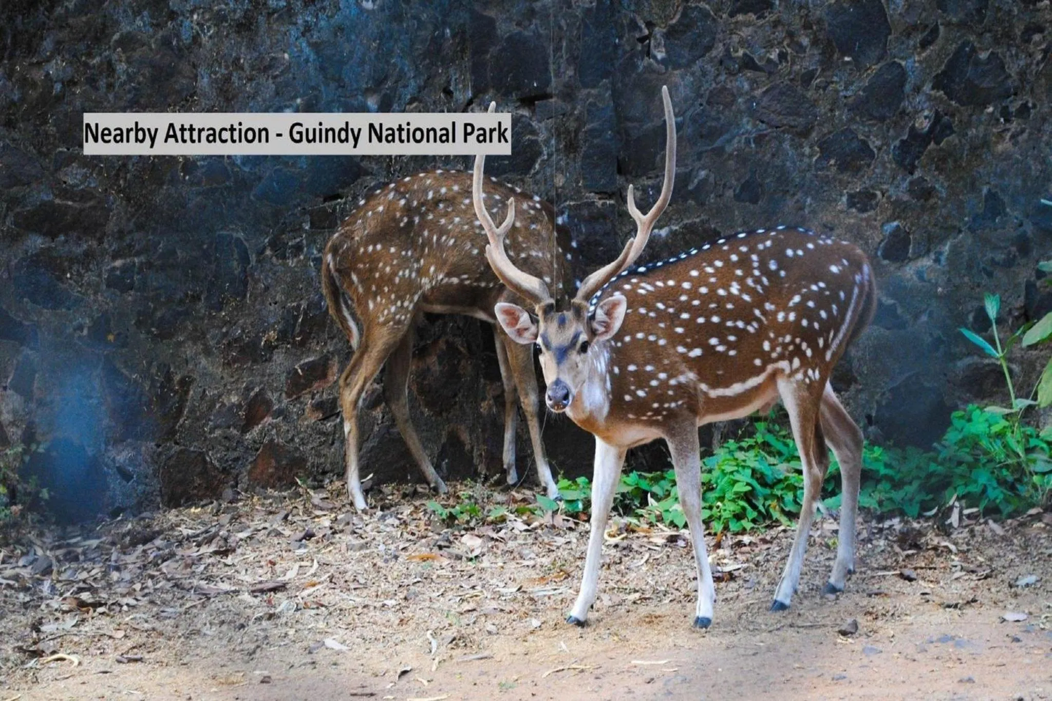 Nearby landmark in Pine Tree Signature