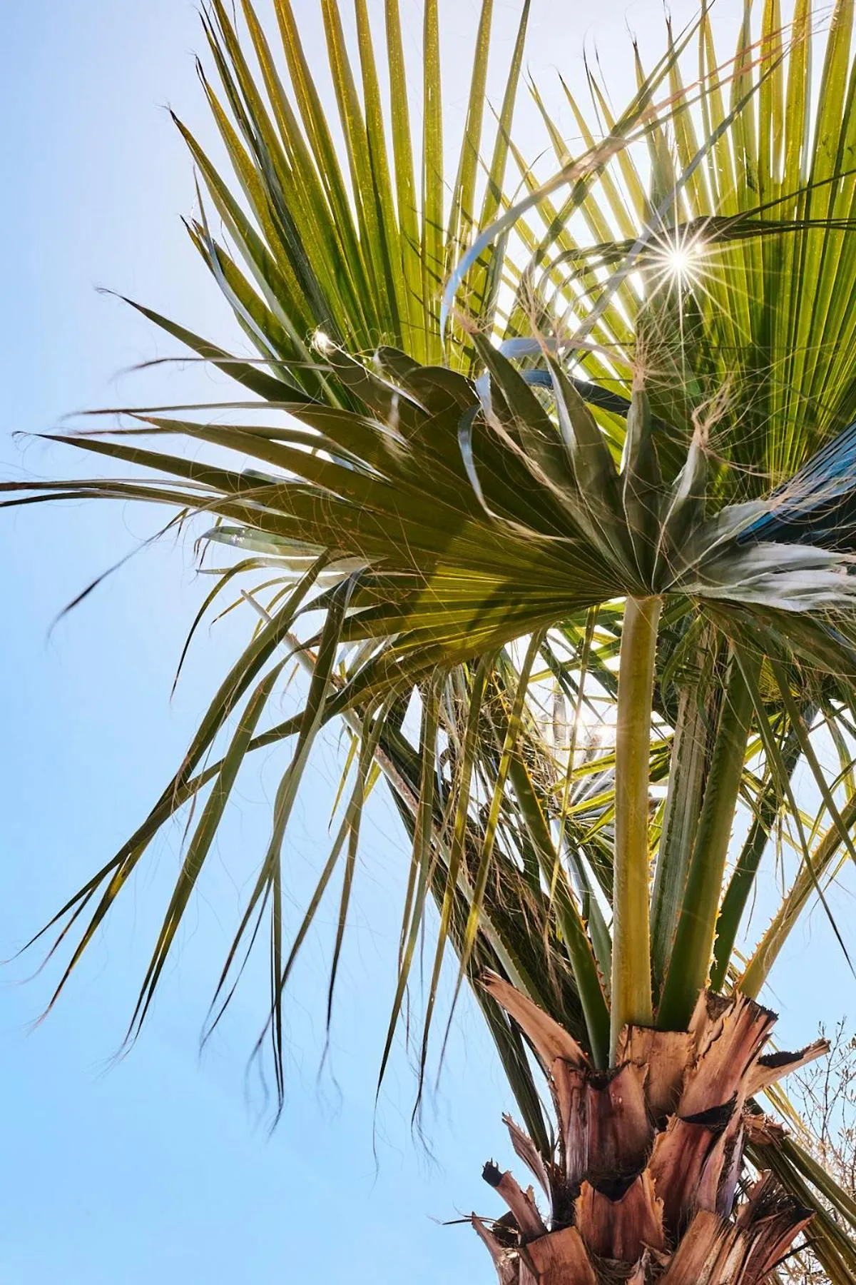 Spring in Finca las Calmas boutique hotel & retreats