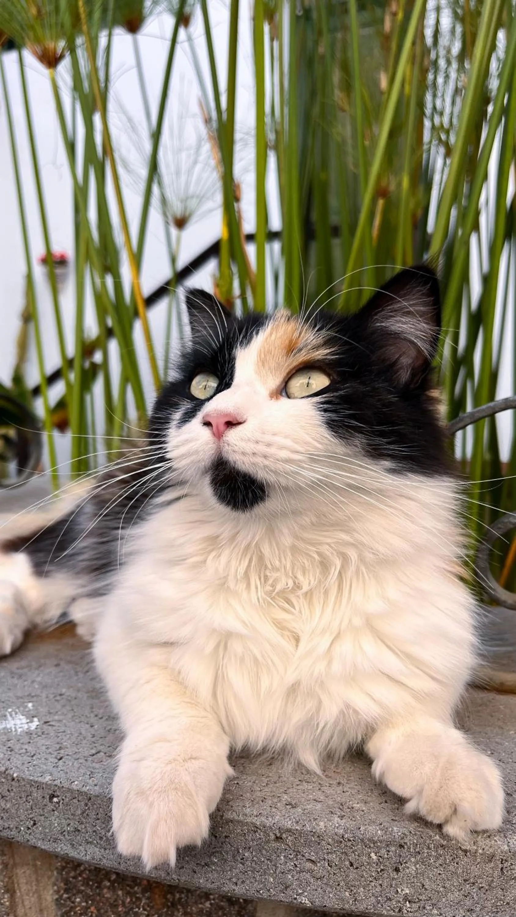 Animals in Hotel rural casona Santo Domingo