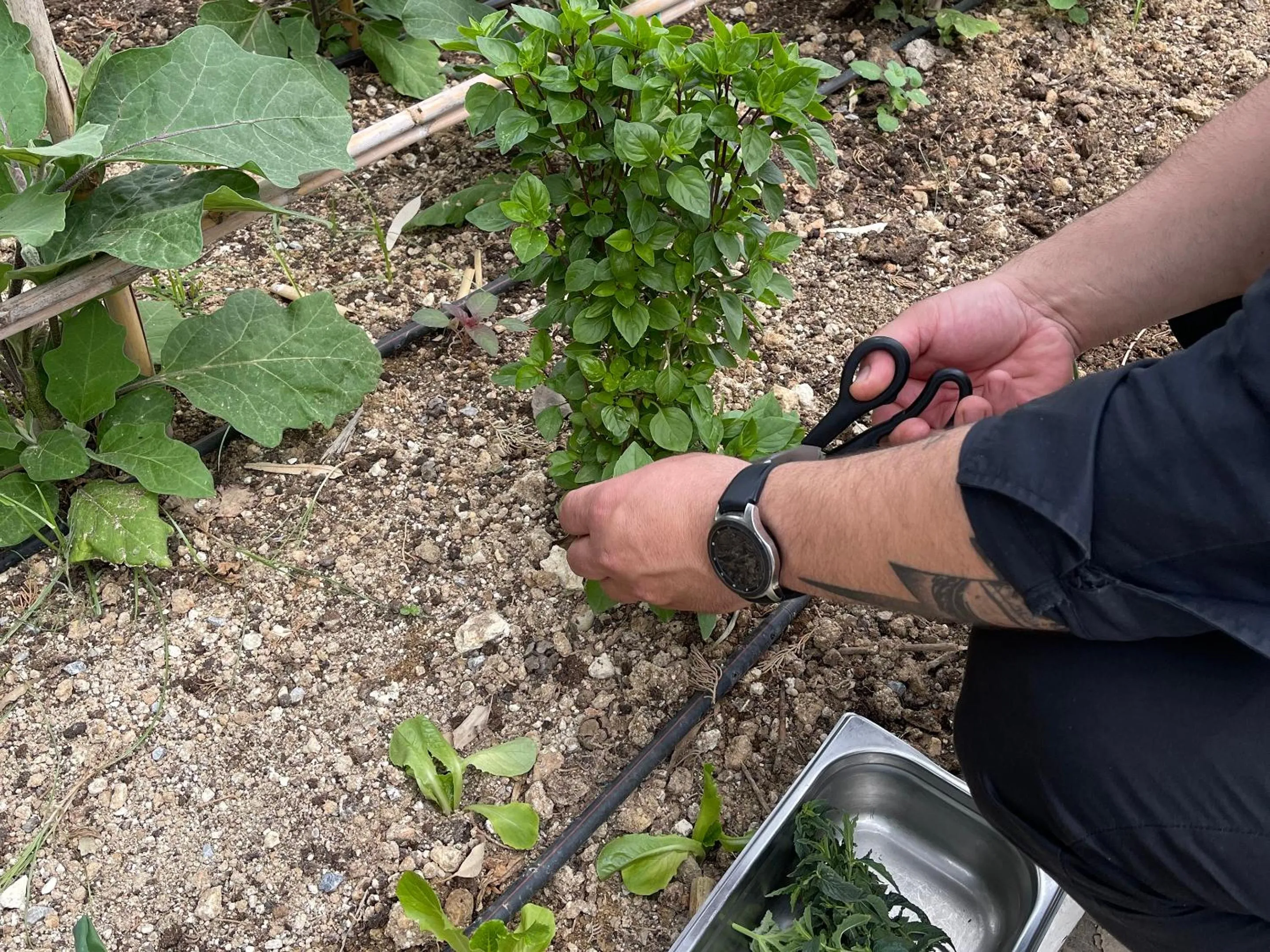 Garden in Grecotel Creta Palace