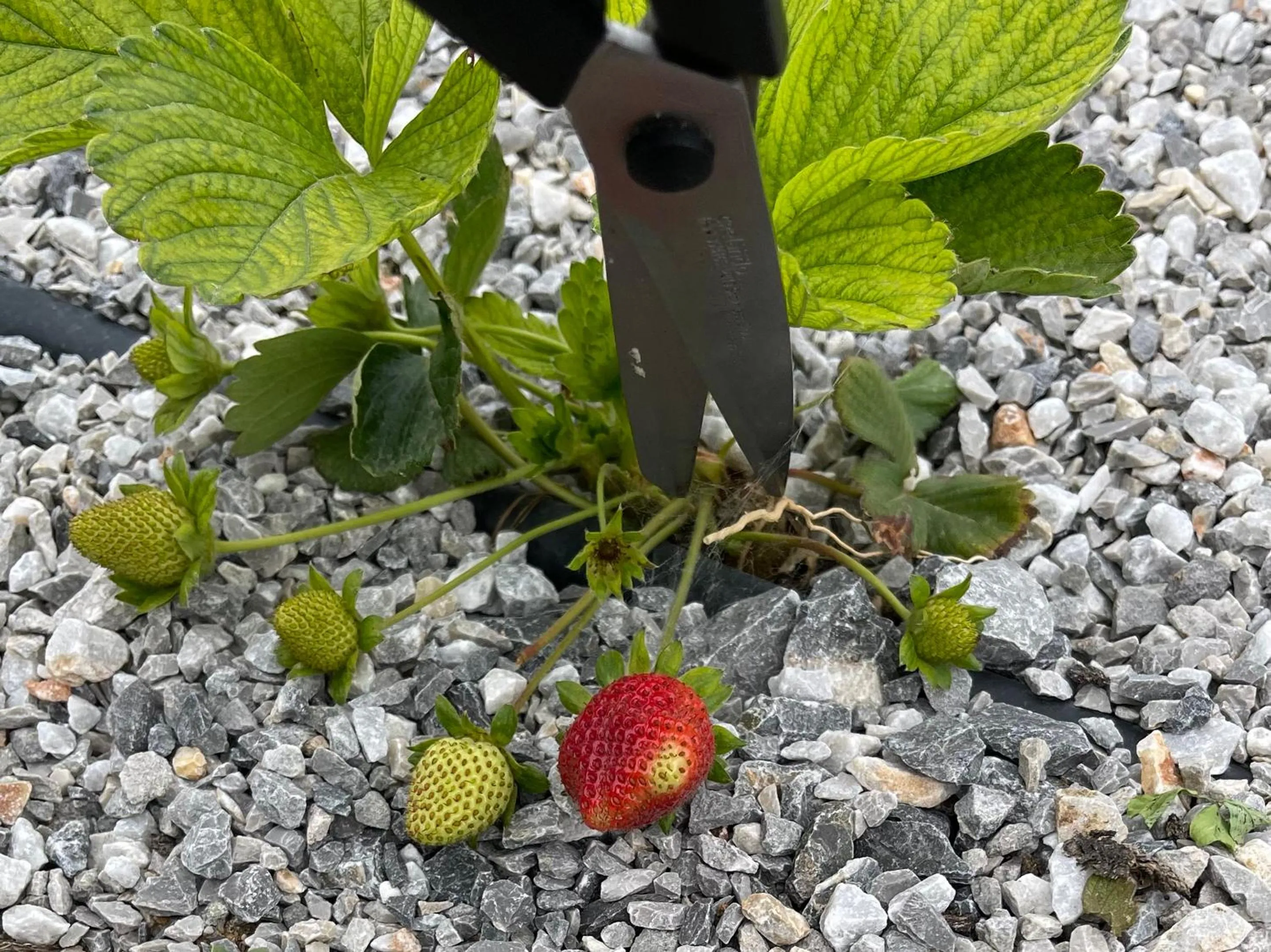 Garden in Grecotel Creta Palace