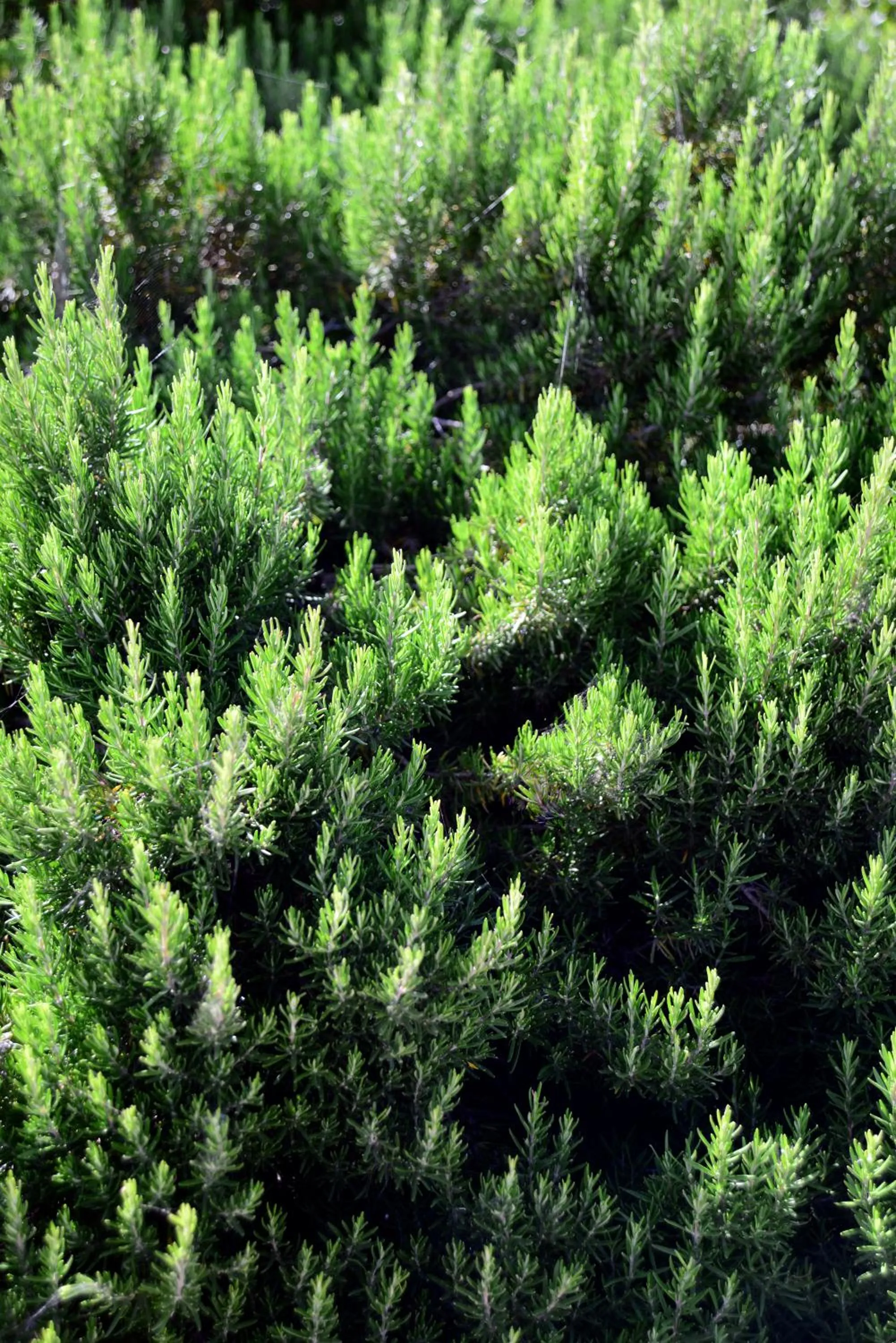 Garden in ANEMI Folegandros