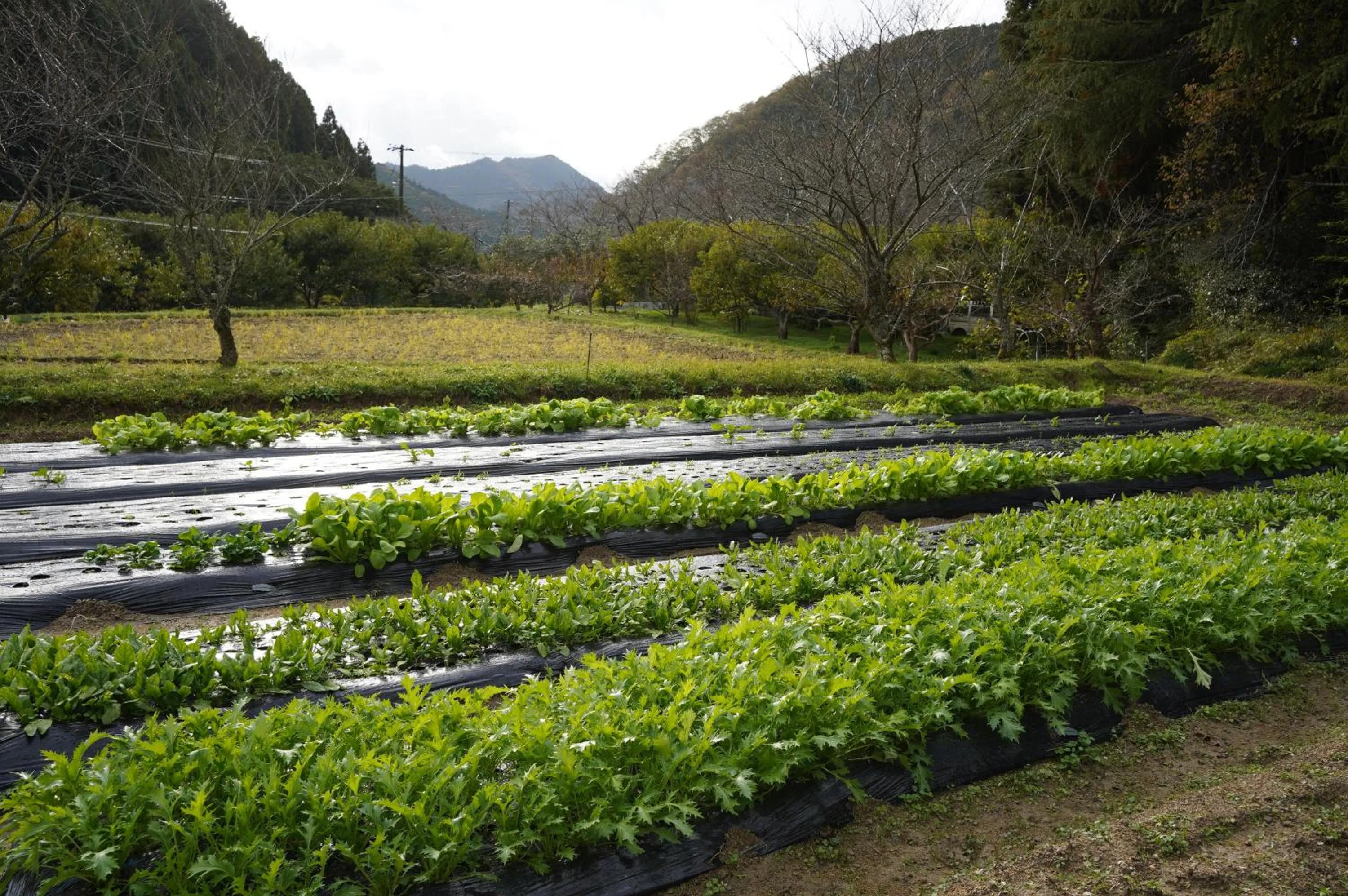 On site in Satoyama Hotel Kanenone Tamba