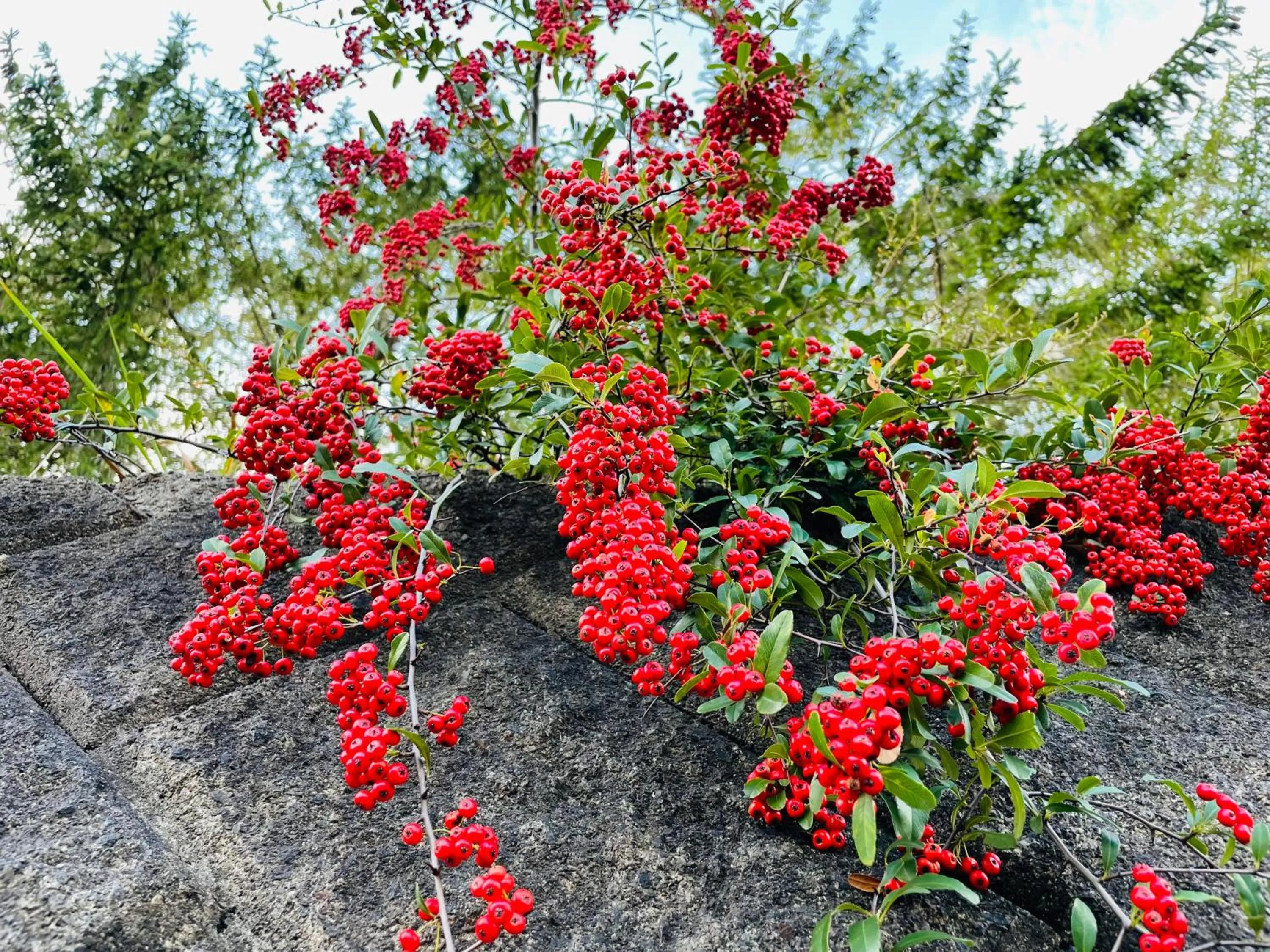 Spring in Hotel Nepal Inn Sauraha