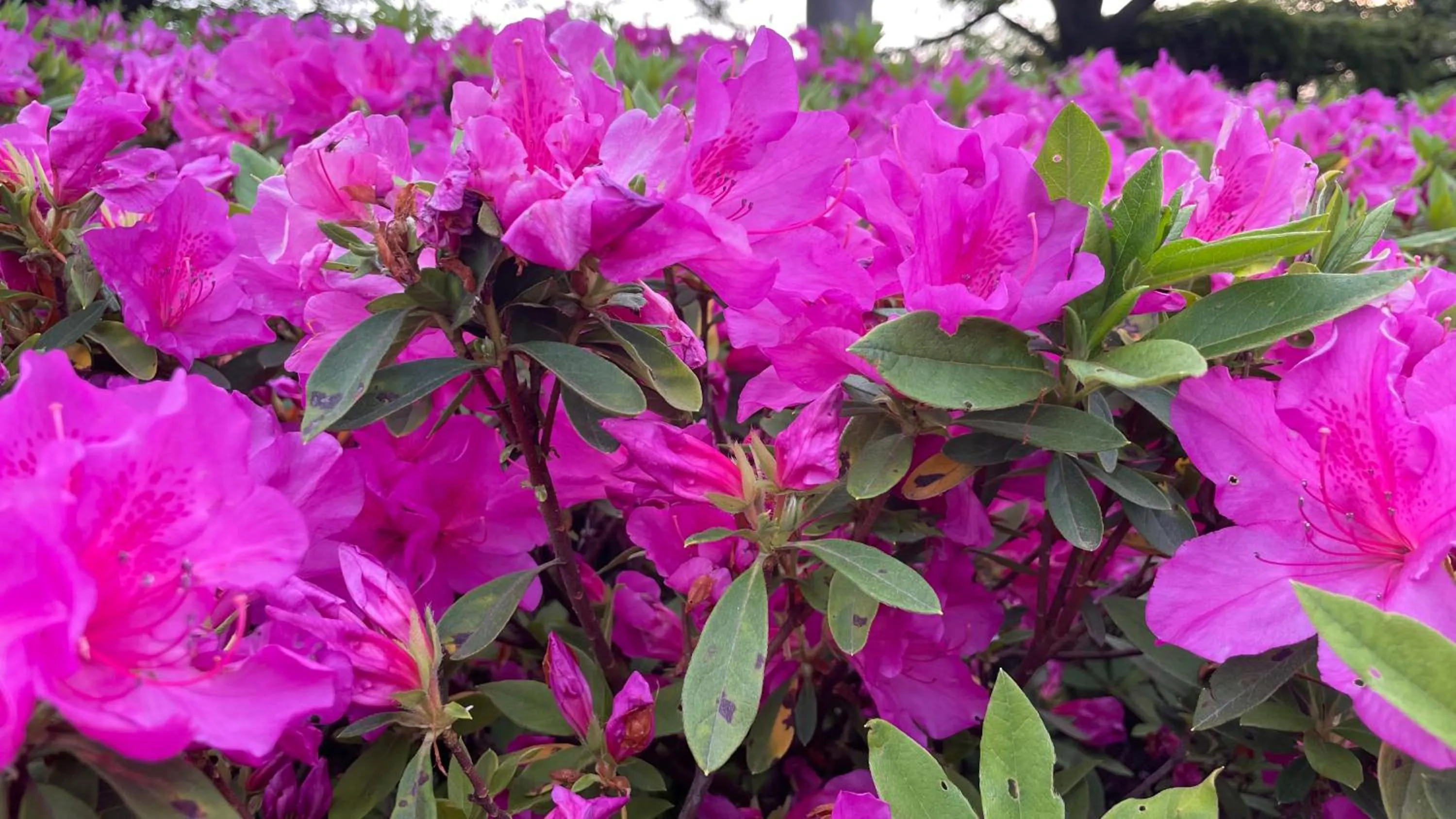 Spring in Hotel Nepal Inn Sauraha