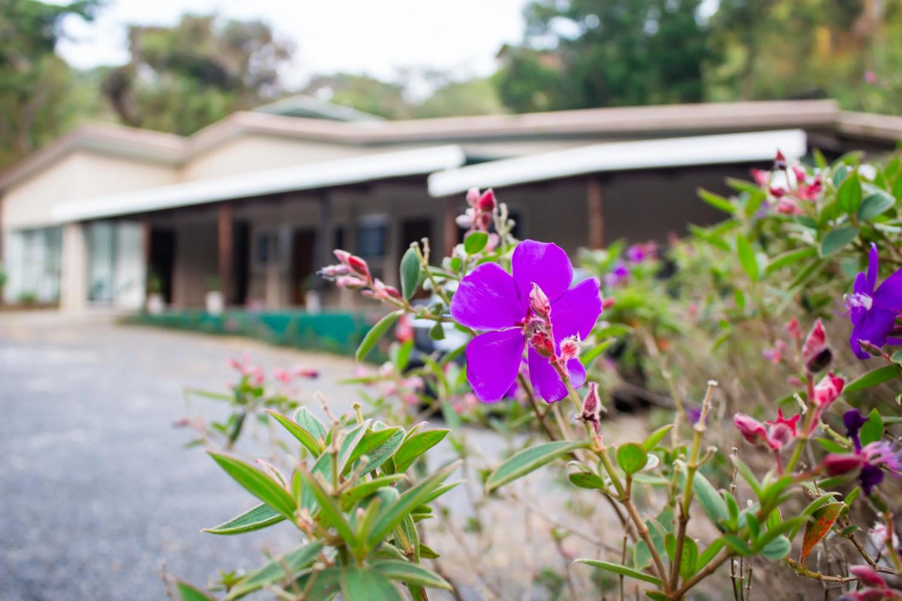 Garden in Natüra Hotel Monteverde