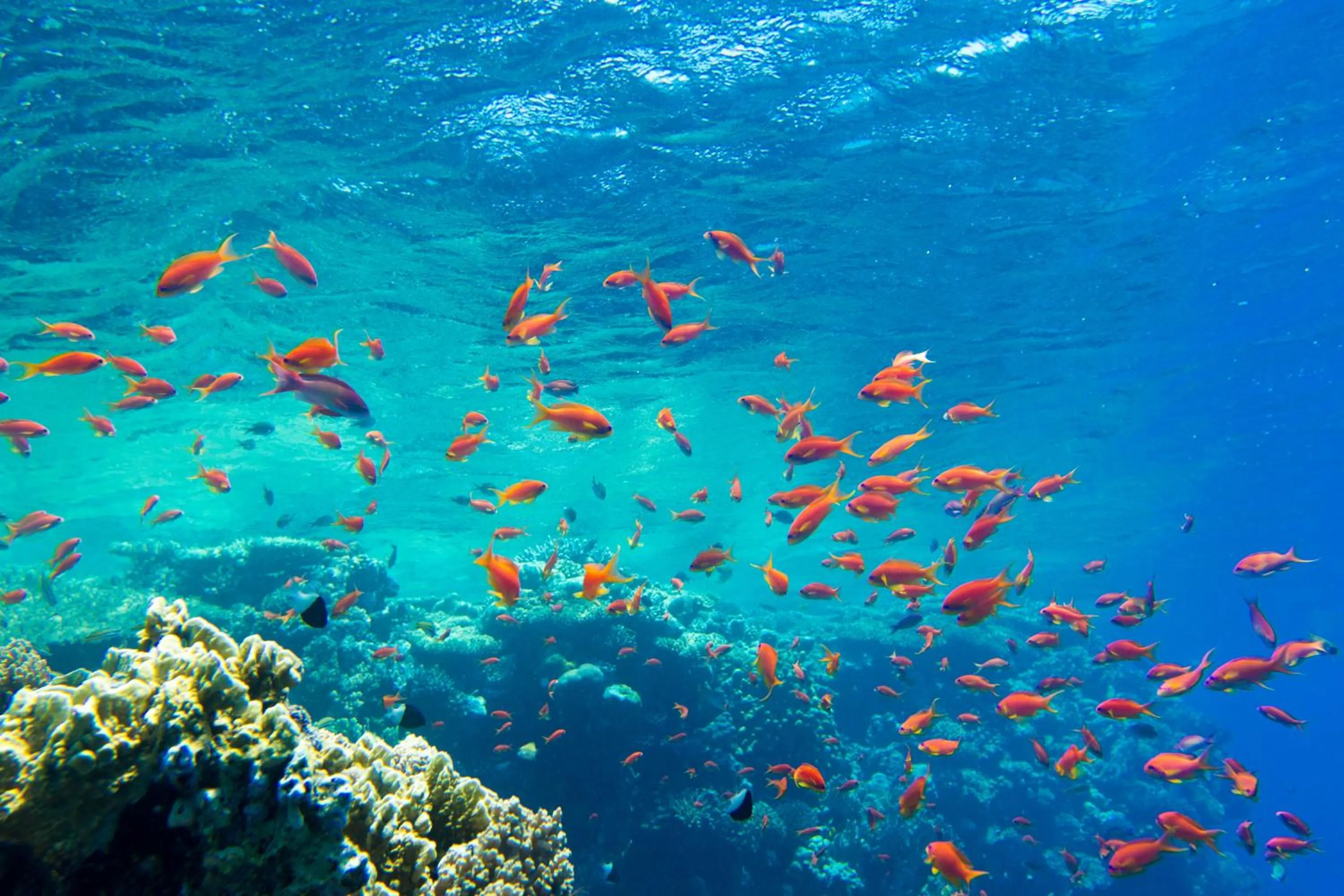 Snorkeling in OHHSEM Hotel