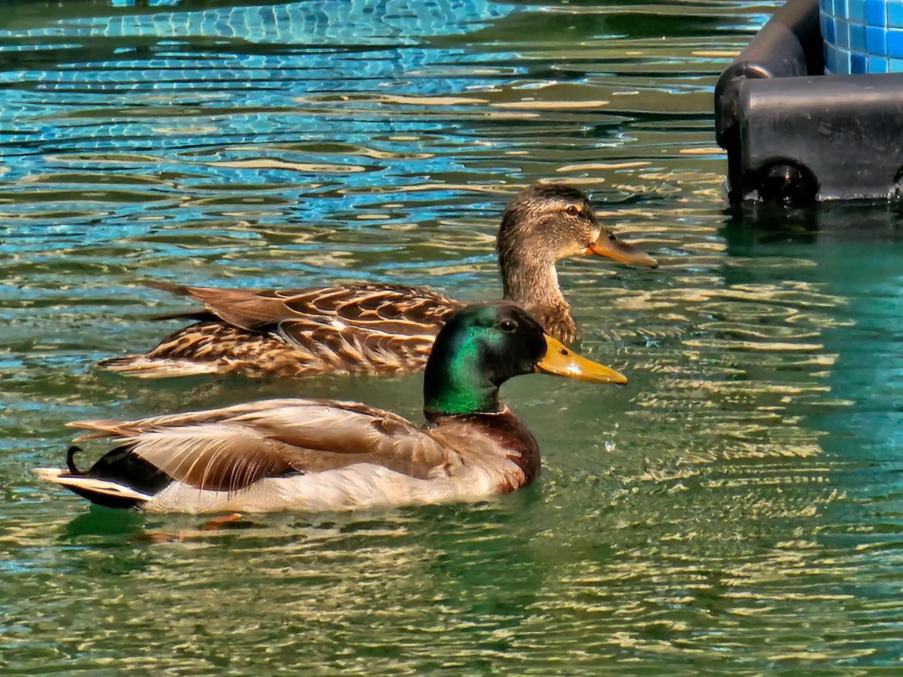 Swimming pool in Diamond Beach Sarafovo by KP