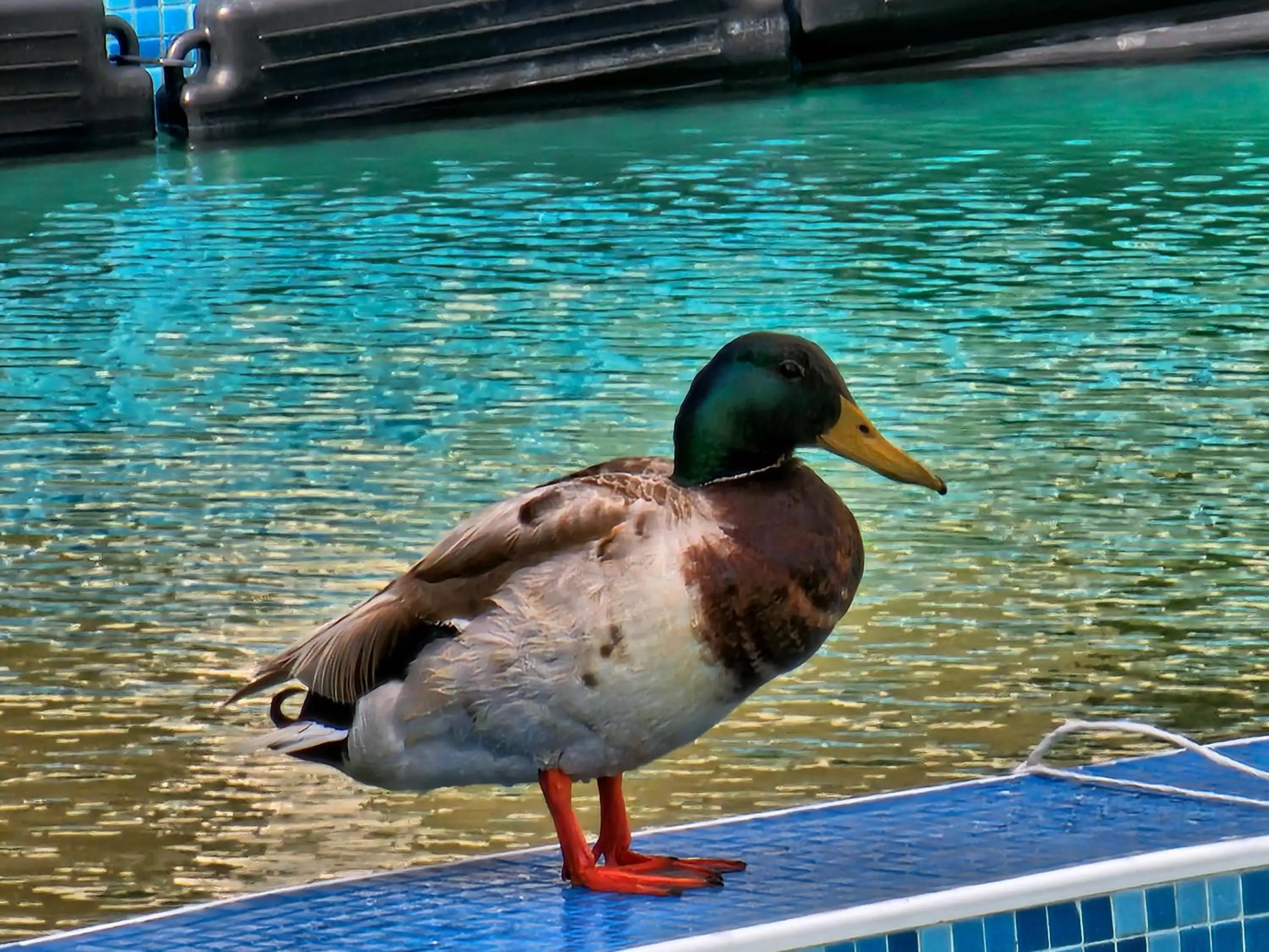 Swimming pool in Diamond Beach Sarafovo by KP
