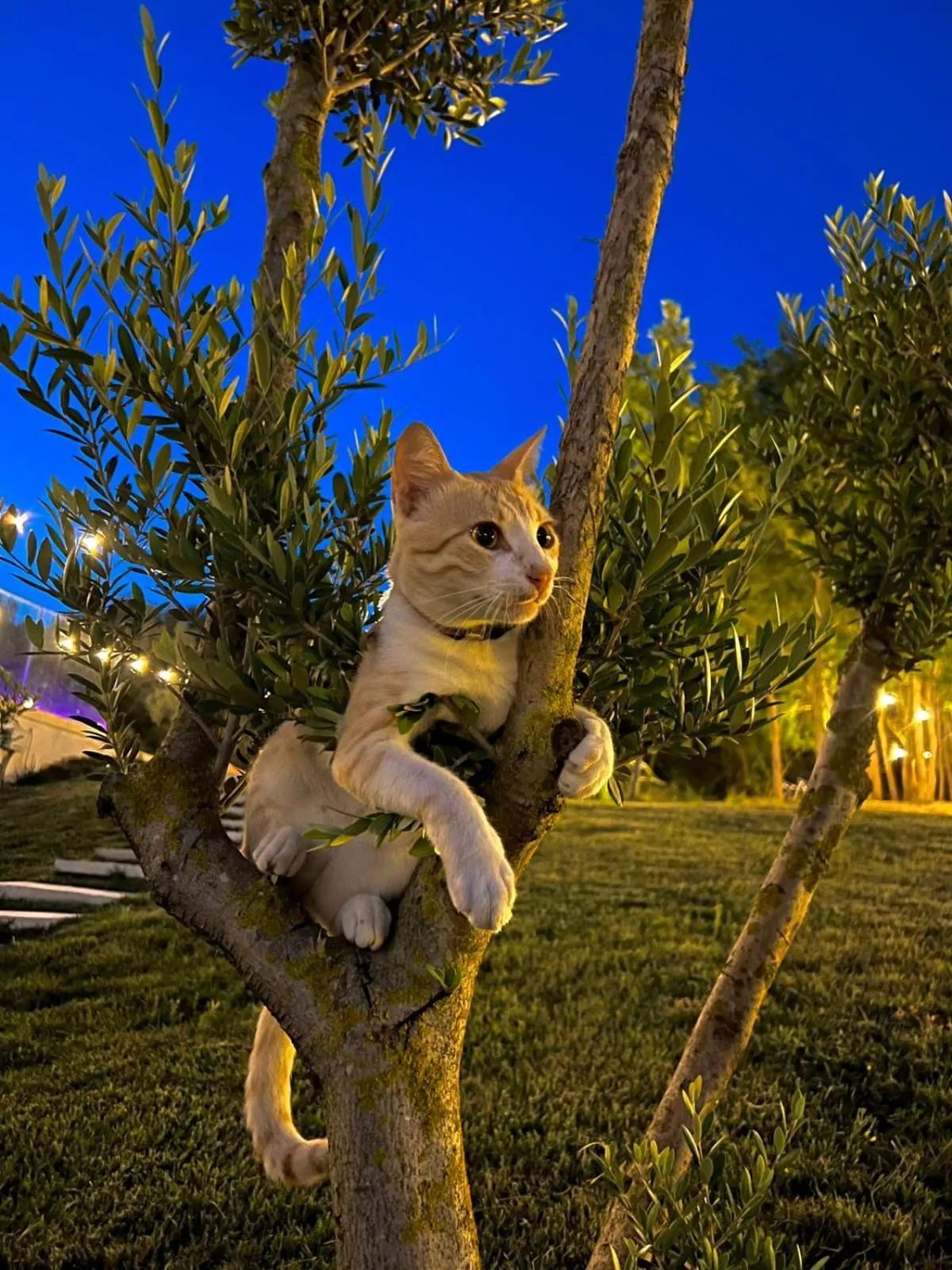 Garden view in Padel Olivia's Hill Resort