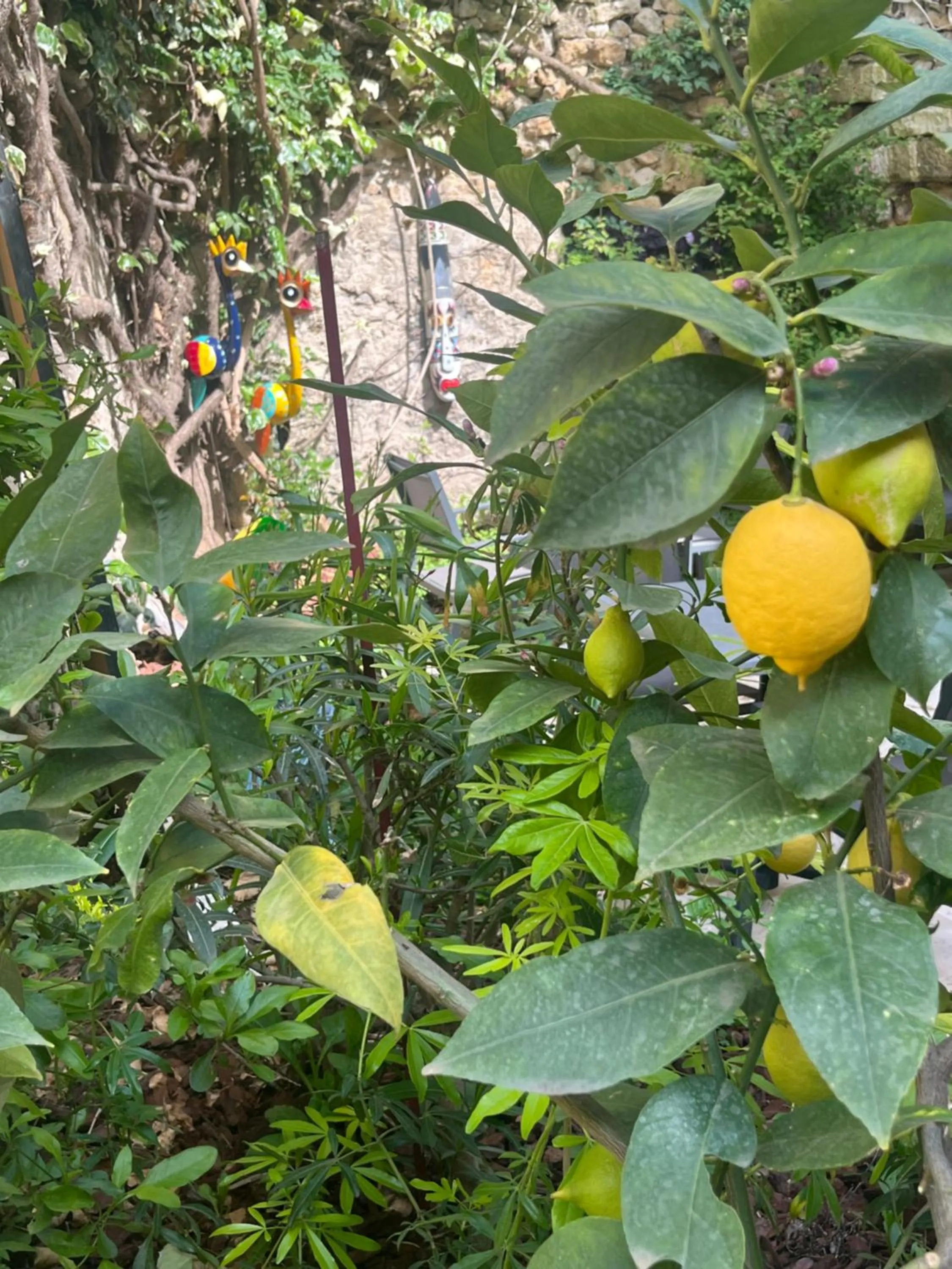 Garden in Le Clos d'Orange - Hotel & ville de Provence