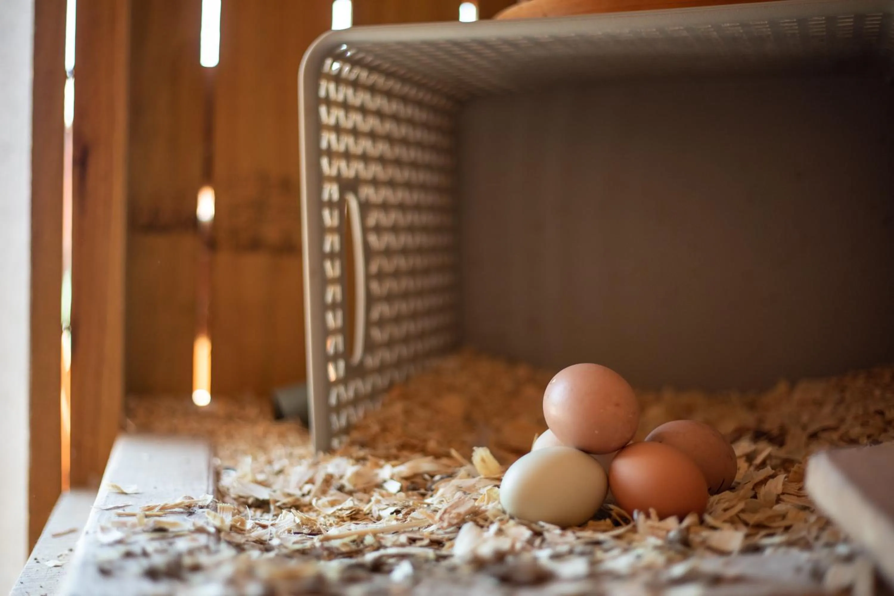 Hobbit Treehouse with waterfall on the Brazos River! 350 acres! Tubing! Petting zoo!