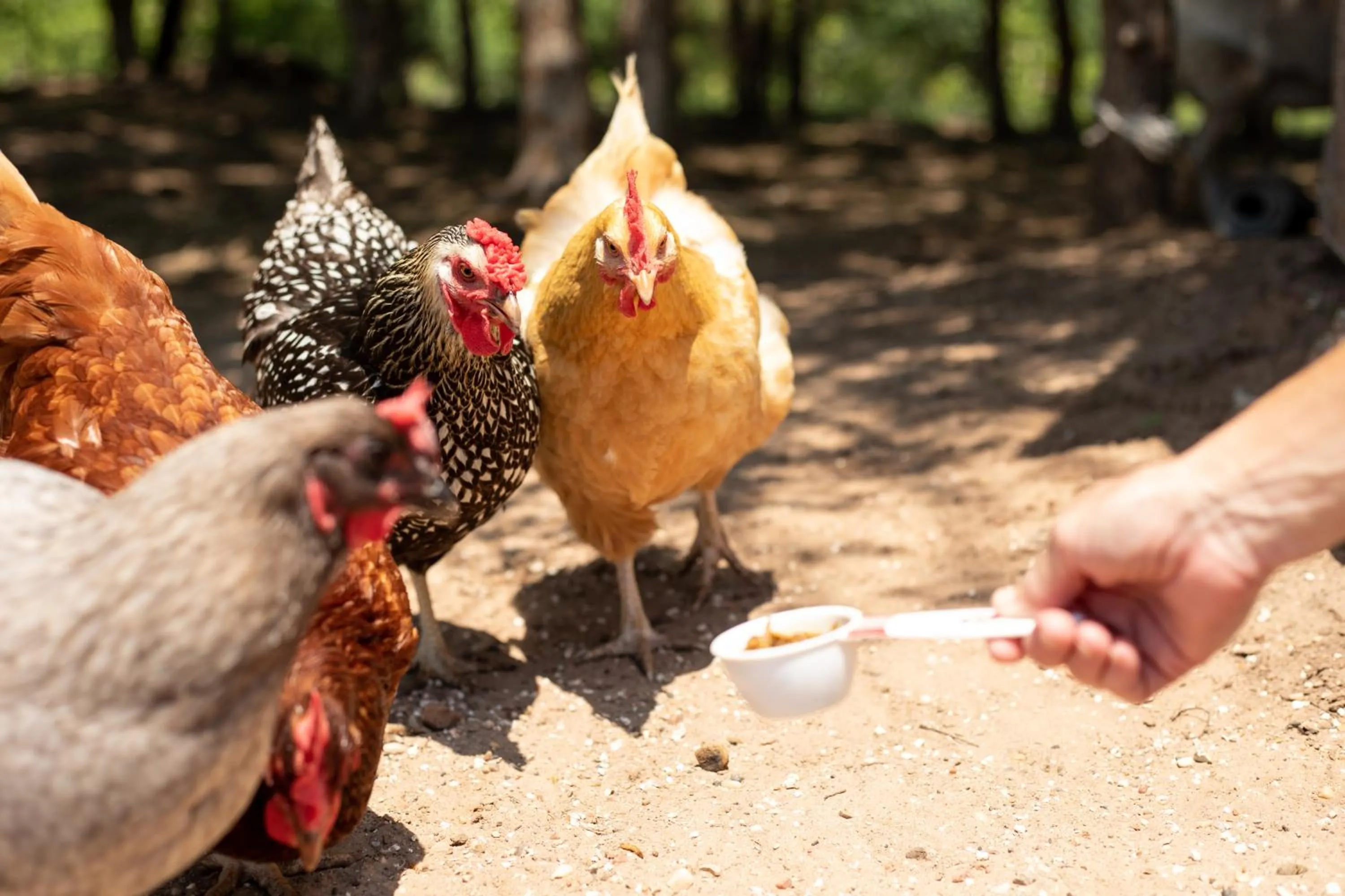 Hobbit Treehouse with waterfall on the Brazos River! 350 acres! Tubing! Petting zoo!