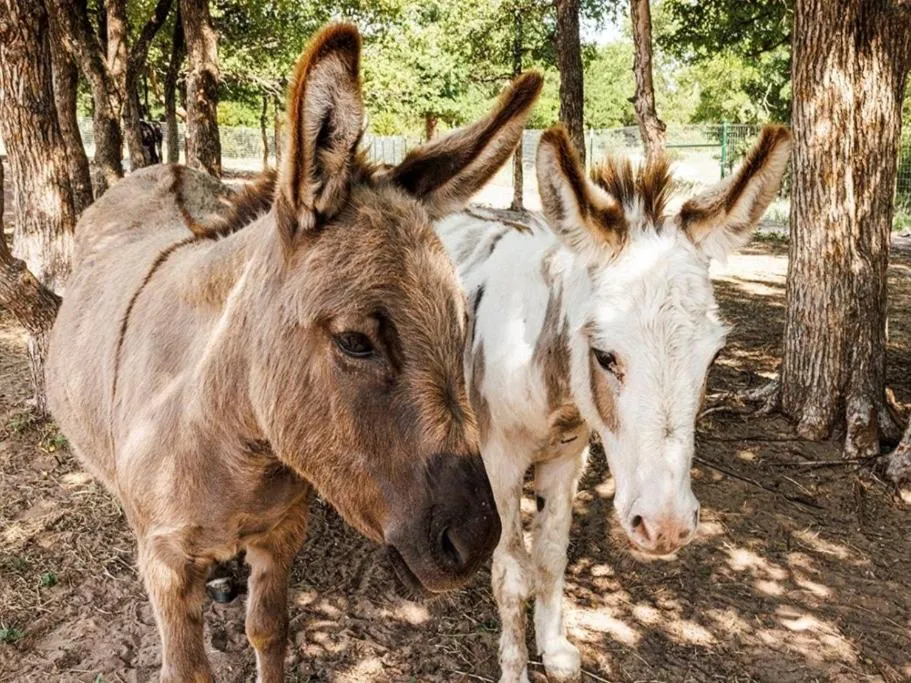 Activities in "Magical Treehouse" w spiral slide off the deck 350 acres on the Brazos River! Tubing! Petting Zoo!