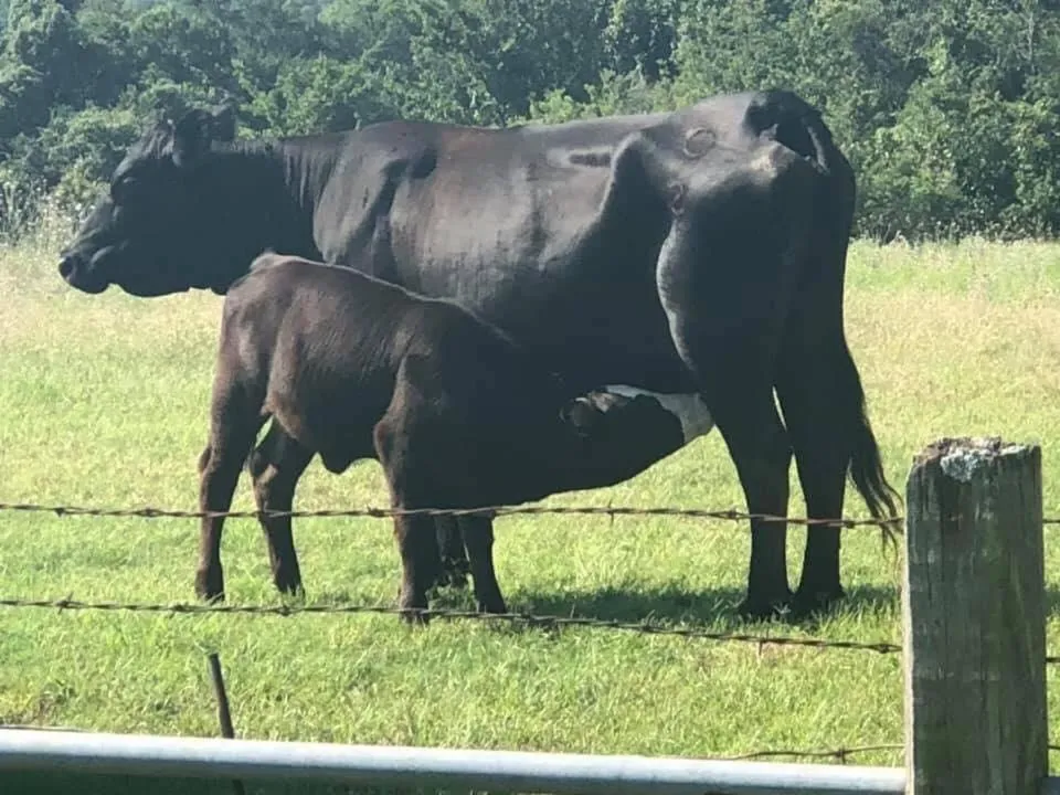 Activities in "Magical Treehouse" w spiral slide off the deck 350 acres on the Brazos River! Tubing! Petting Zoo!