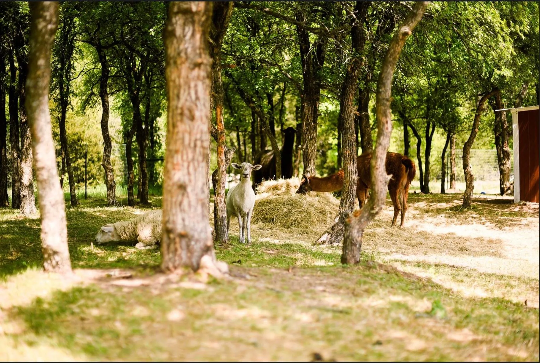 Animals in "Magical Treehouse" w spiral slide off the deck 350 acres on the Brazos River! Tubing! Petting Zoo!