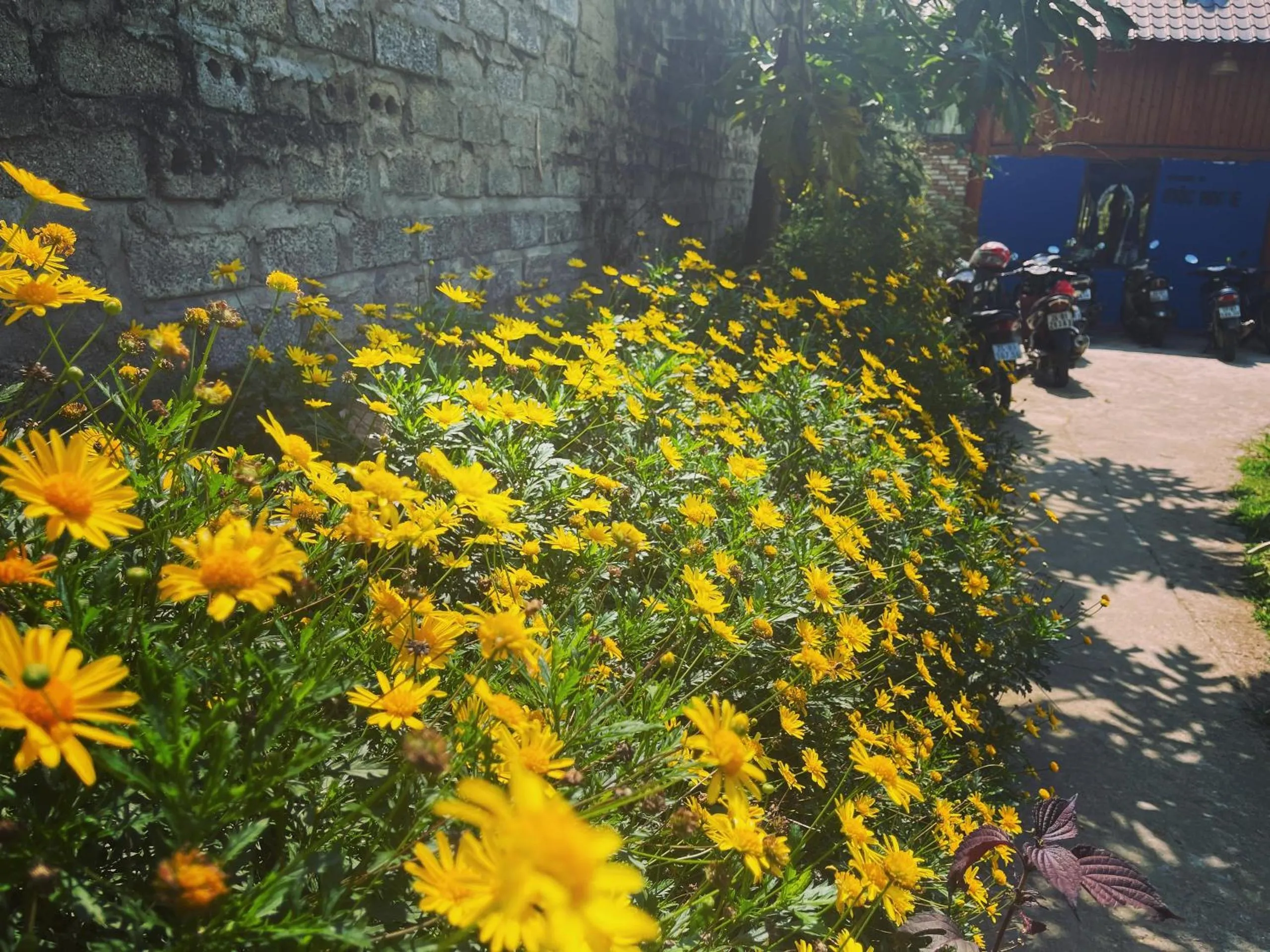 Garden in Moc Home Sapa