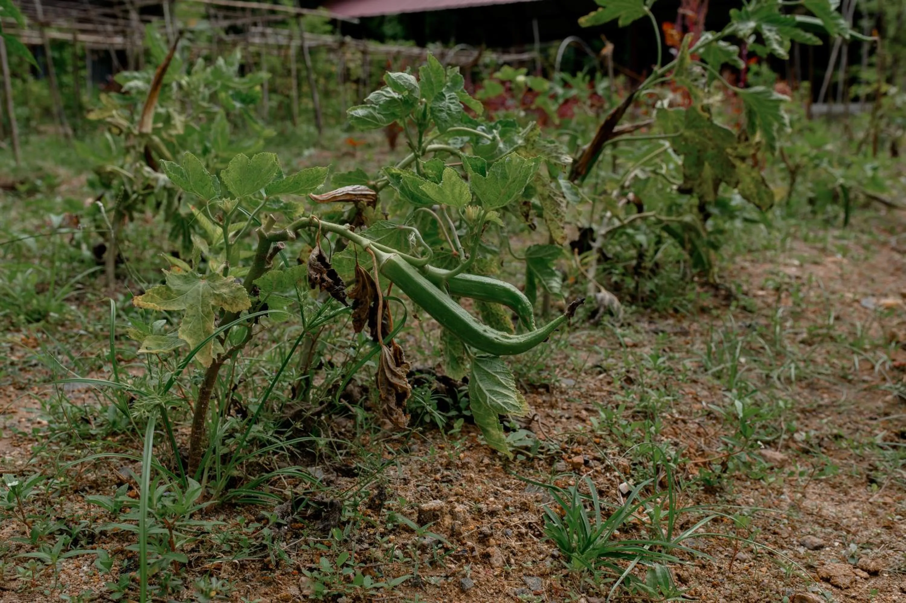 Garden in Celestia Ayurveda Resort