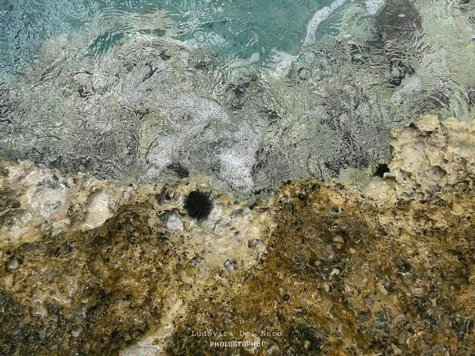 Natural landscape in The Delfini Hotel