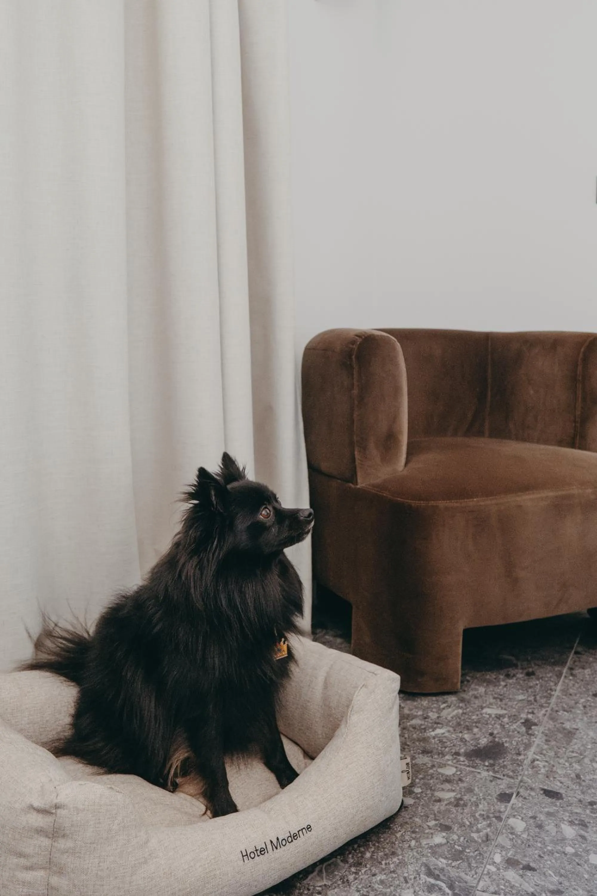 Pets in Hotel Moderne