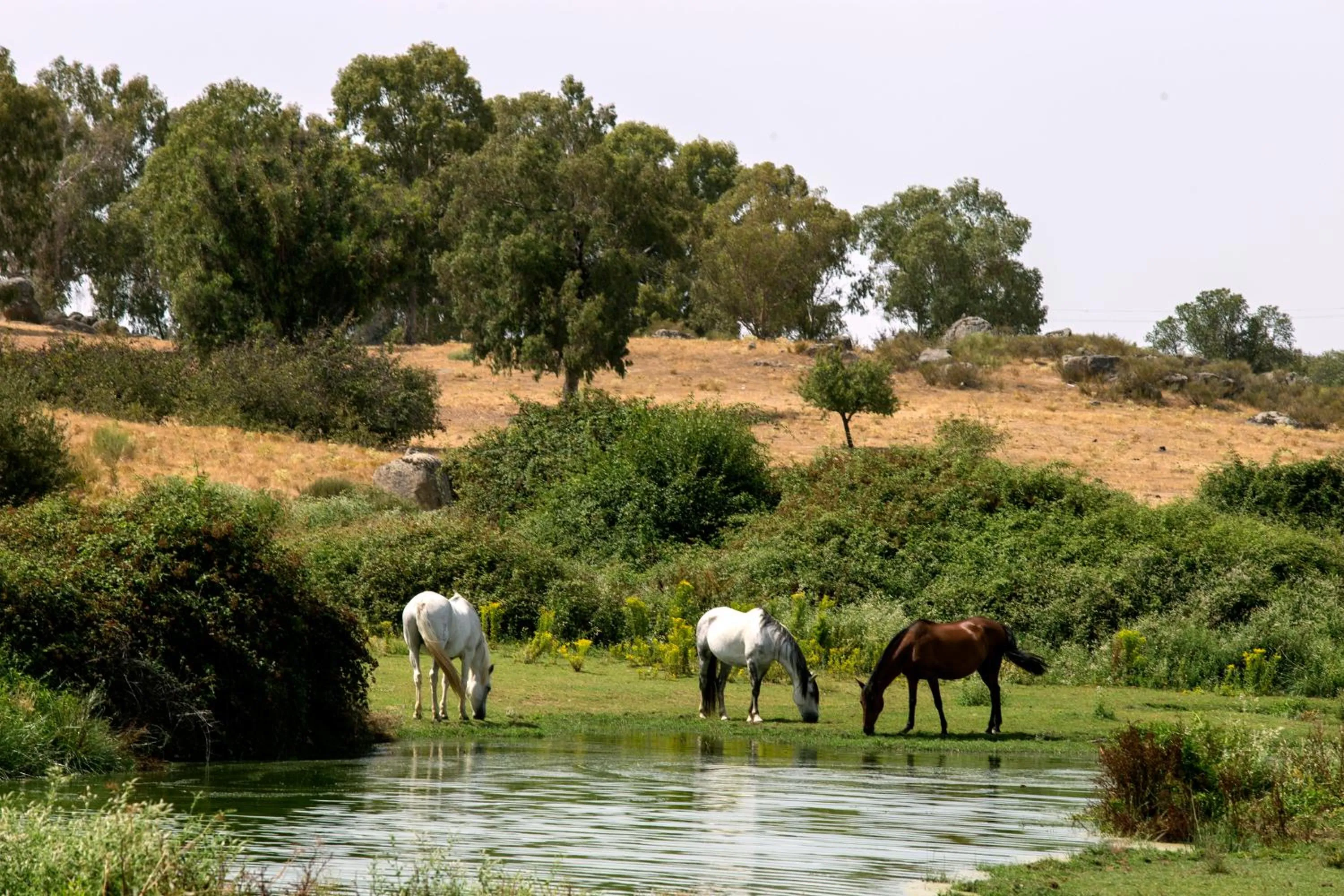 Activities in Hotel Parque de Monfragüe