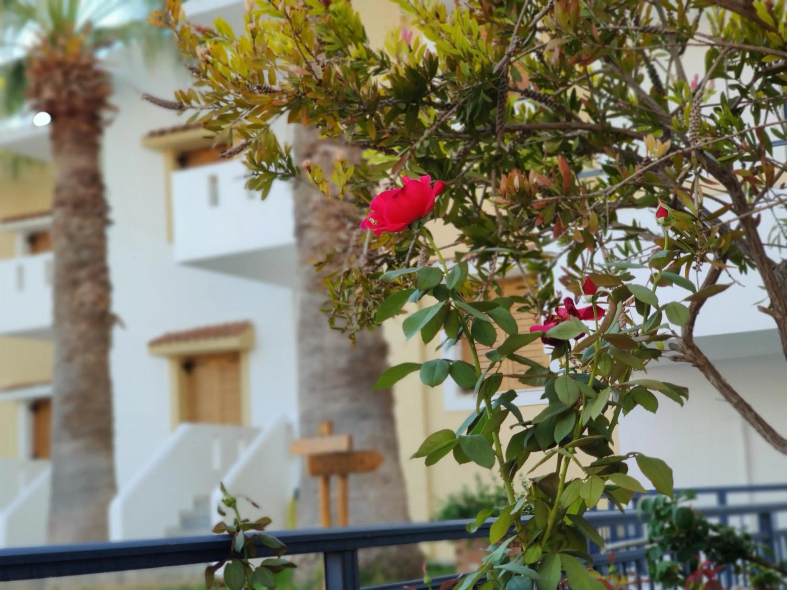 Day in Angelika Apartotel