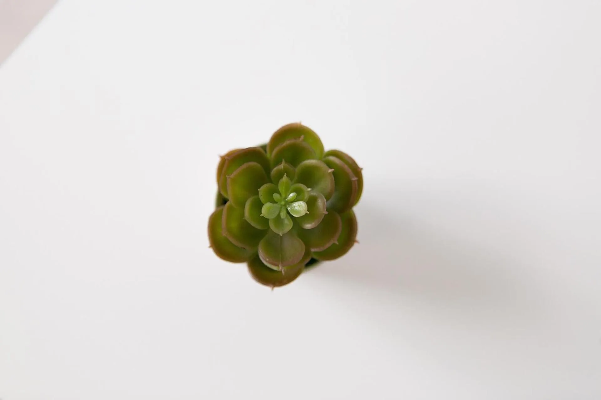 Decorative detail in Blanc Guest House